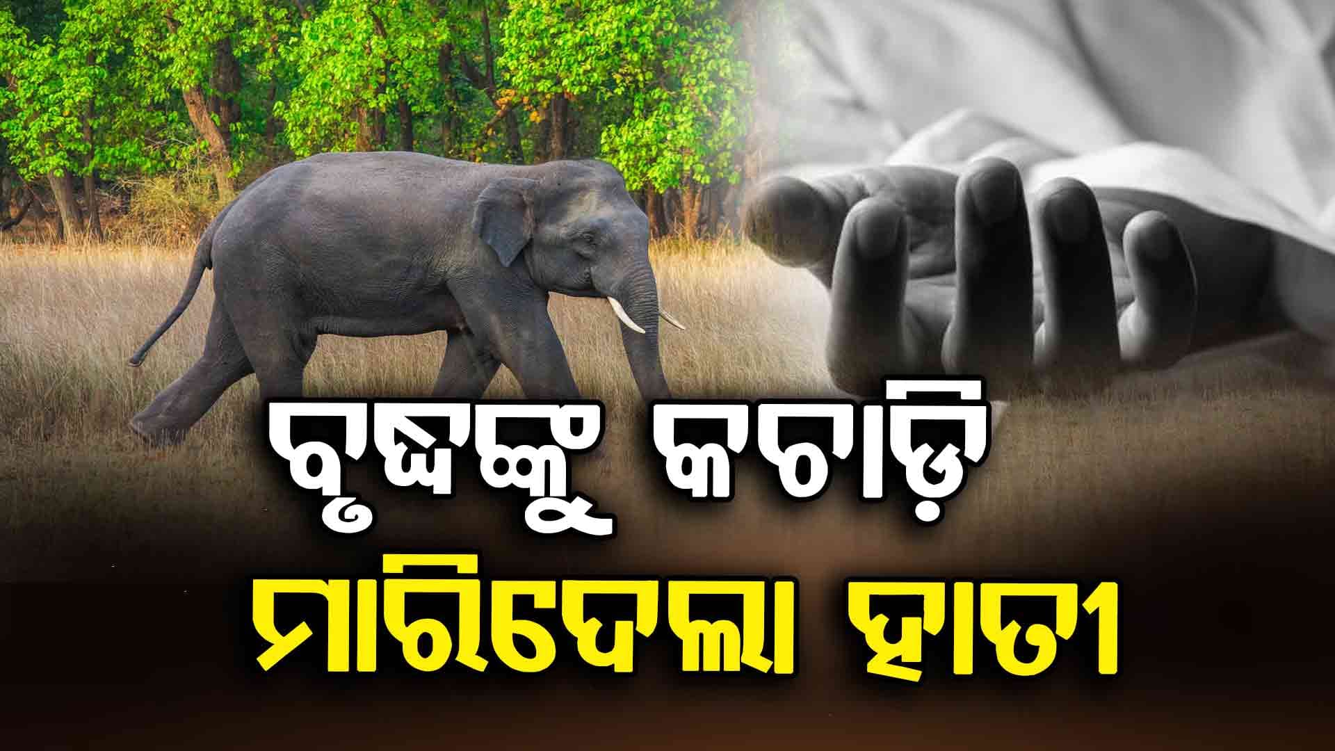 ଶୌଚ ପାଇଁ ଯାଇଥିବାବେଳେ ହାତୀ ଆକ୍ରମଣରେ ବୃଦ୍ଧଙ୍କ ମୃତ୍ୟୁ