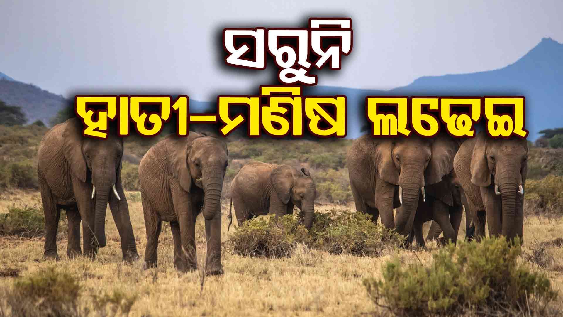 ହାତୀ-ମଣିଷ ଲଢେଇ ରୋକିବାକୁ ପ୍ରସ୍ତୁତ ହେବ ବଡ଼ ଯୋଜନା