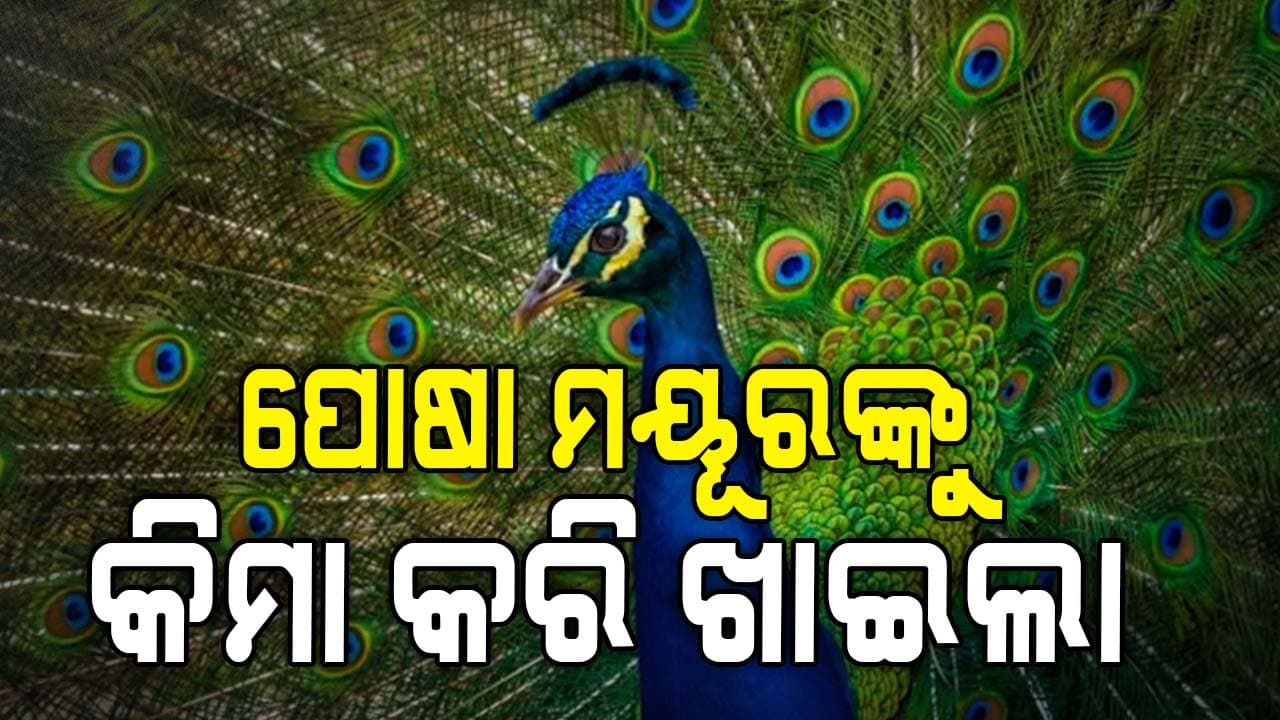 ଅଜବ ପ୍ରତିଶୋଧ: ନିଜ ପାଳିତ ମୟୂରକୁ ହତ୍ୟା କରି ଖାଇଲେ