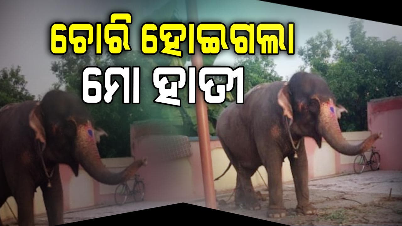  ହାତୀ ଚୋରି...ଜଣାପଡ଼ିଲା ସବୁ ସତ