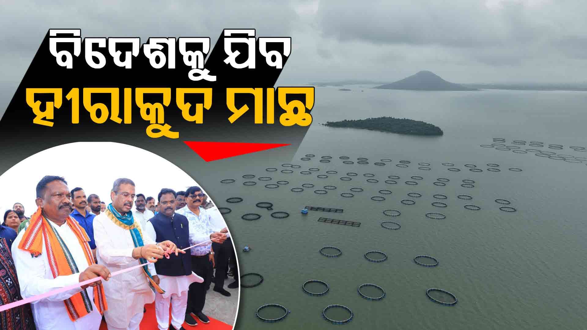 ହୀରାକୁଦରେ ପଞ୍ଜୁରୀ ମାଛ ଚାଷ, 7 କୋଟି ବ୍ୟୟରେ 37 ଏକର ଜାଗାରେ ହୋଇଛି ନିର୍ମାଣ
