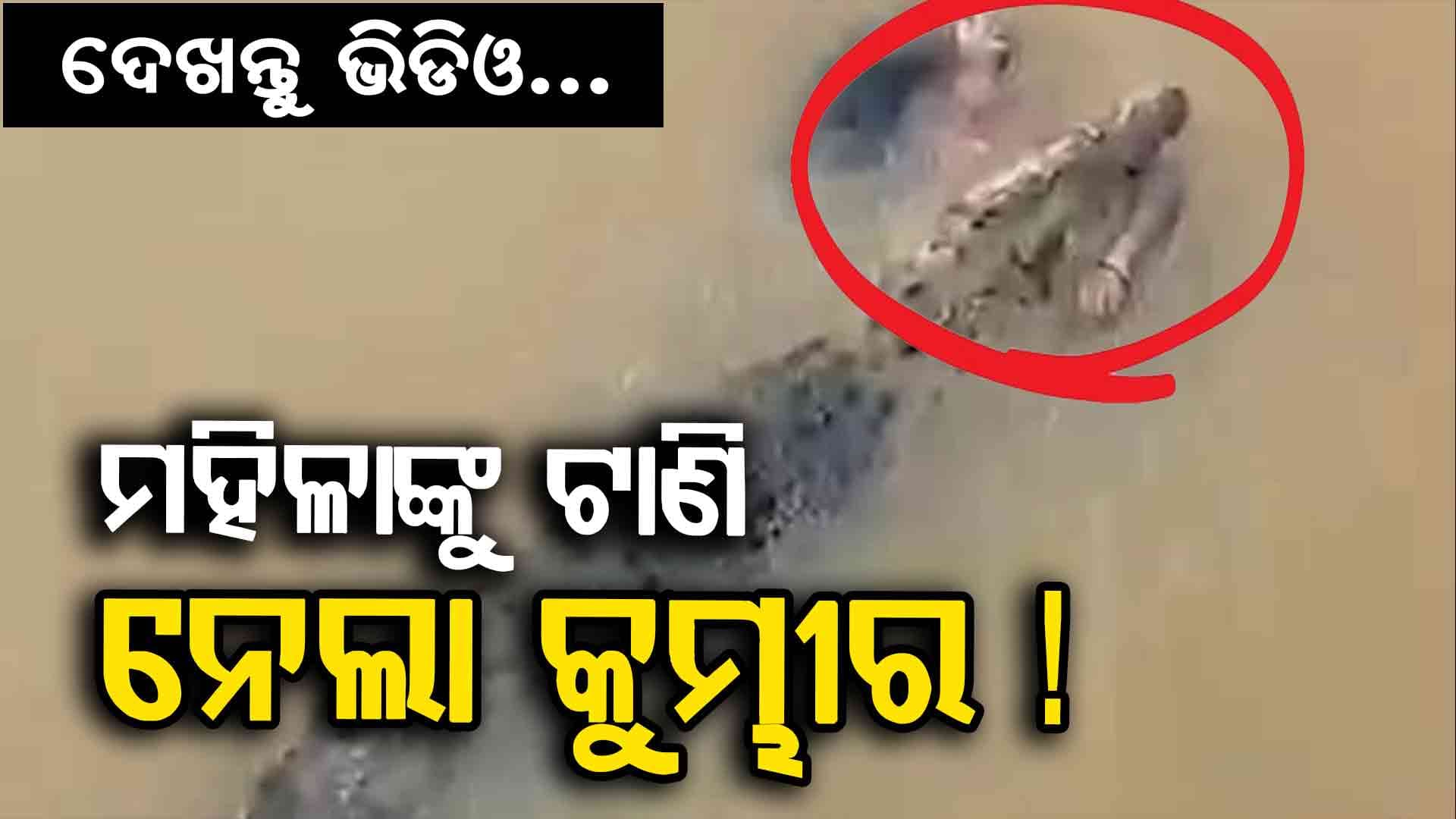ଟାଣି ନେଲା କୁମ୍ଭୀର, ସମସ୍ତେ ଦେଖିଲେ.. କେହି ବଞ୍ଚେଇ ପାରିଲେନି