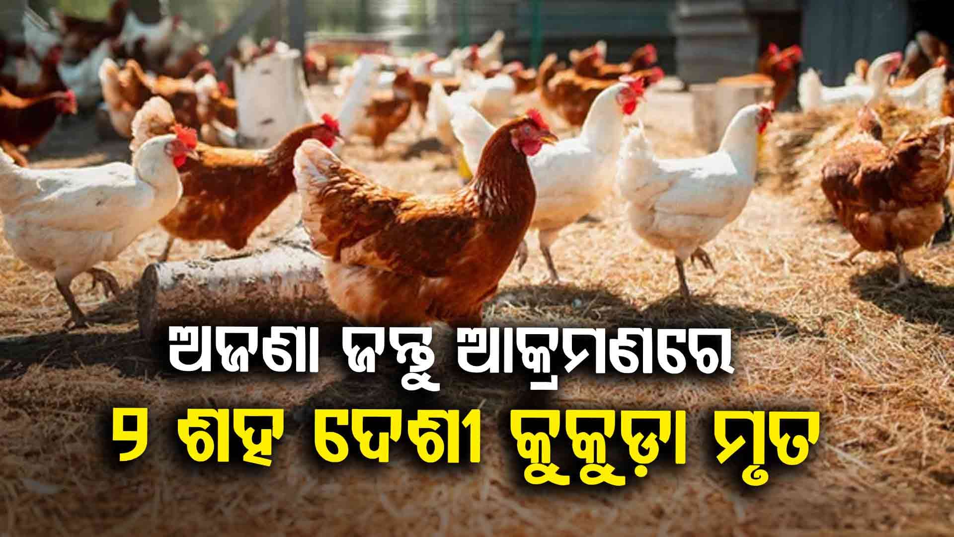 ଅଜଣା ଜନ୍ତୁ ଆତଙ୍କ: ୨ ଶହ ଦେଶୀ କୁକୁଡ଼ା ମୃତ