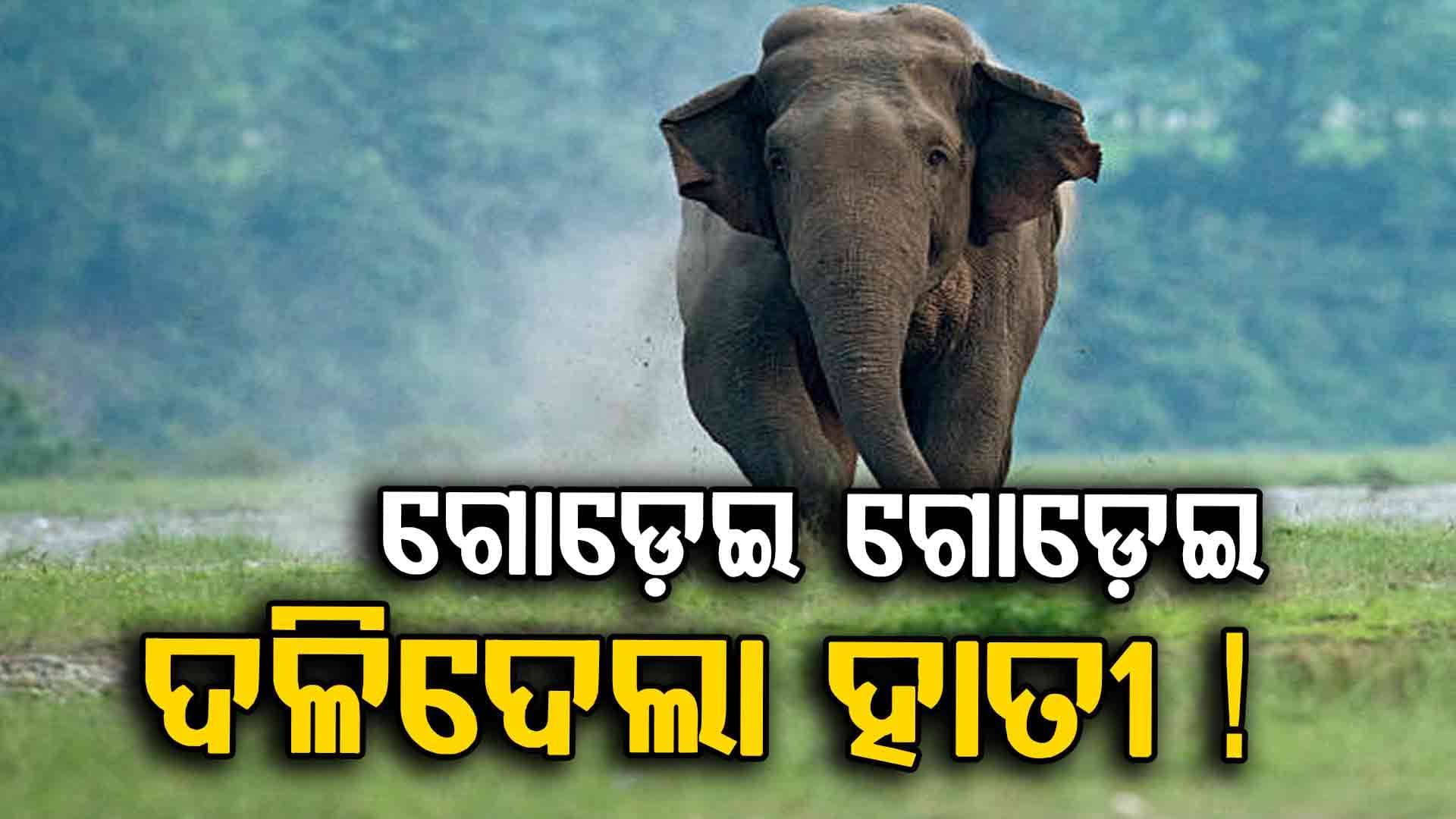 ବାଇକରେ ଯାଉଥିବା ବେଳେ ଟାର୍ଗେଟ କରି ଦଳିଦେଲା ହାତୀ