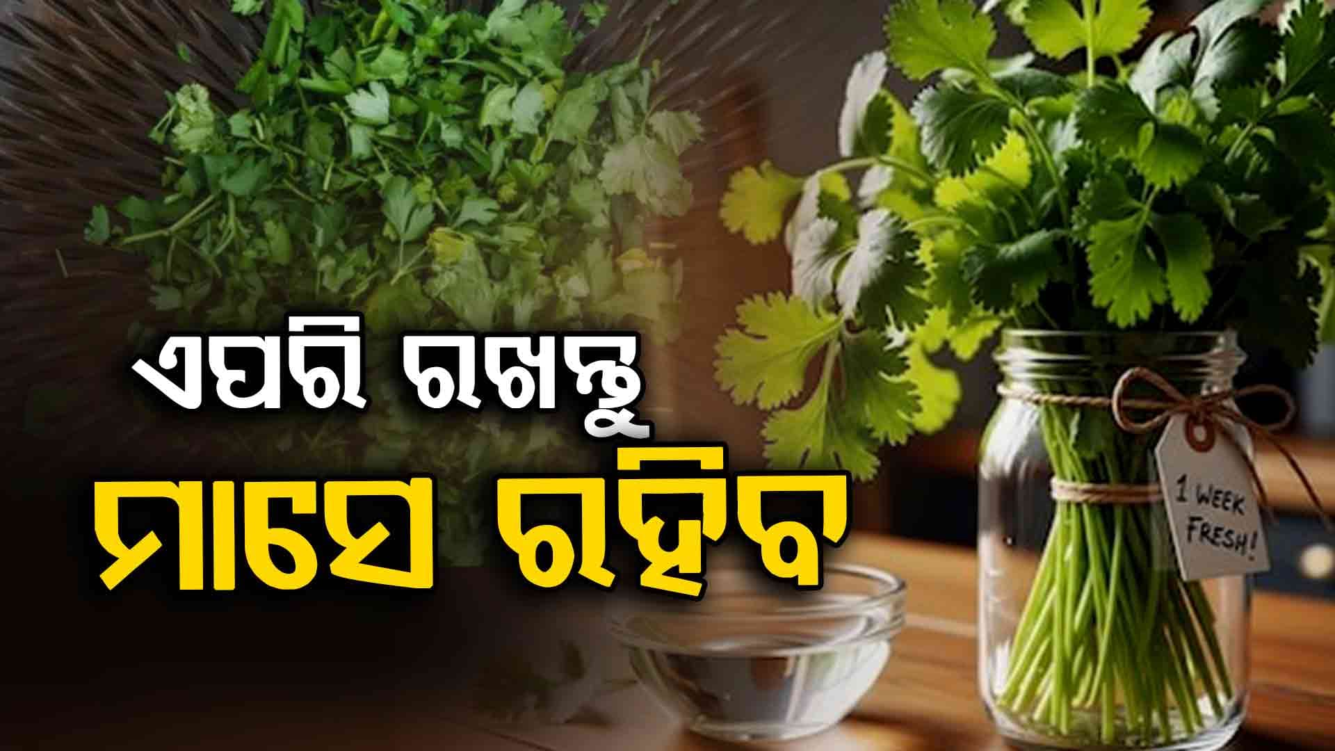 ଧନିଆ ପତ୍ରକୁ ଅଧିକ ସମୟ ପାଇଁ କିପରି ସତେଜ ରଖିବେ ଜାଣନ୍ତୁ...