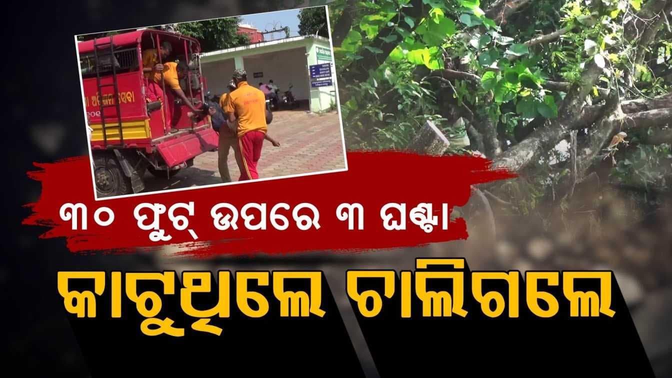 ଗଛ ଉପରେ ଚଢି ଗଛର ଡାଳ କାଟୁଥିଲେ, ହେଲେ ଗଛରେ ବୋଧେ ଛକି ବସିଥିଲା ଯମ