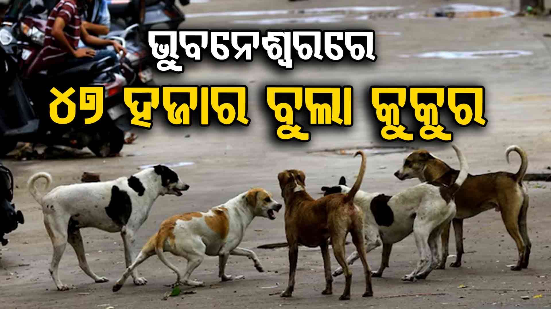 ଜାତୀୟ ହାର ତୁଳନାରେ ବିଏମ୍‌ସି ଅଞ୍ଚଳରେ ବୁଲା କୁକୁରଙ୍କ ହାର ଅଧିକ
