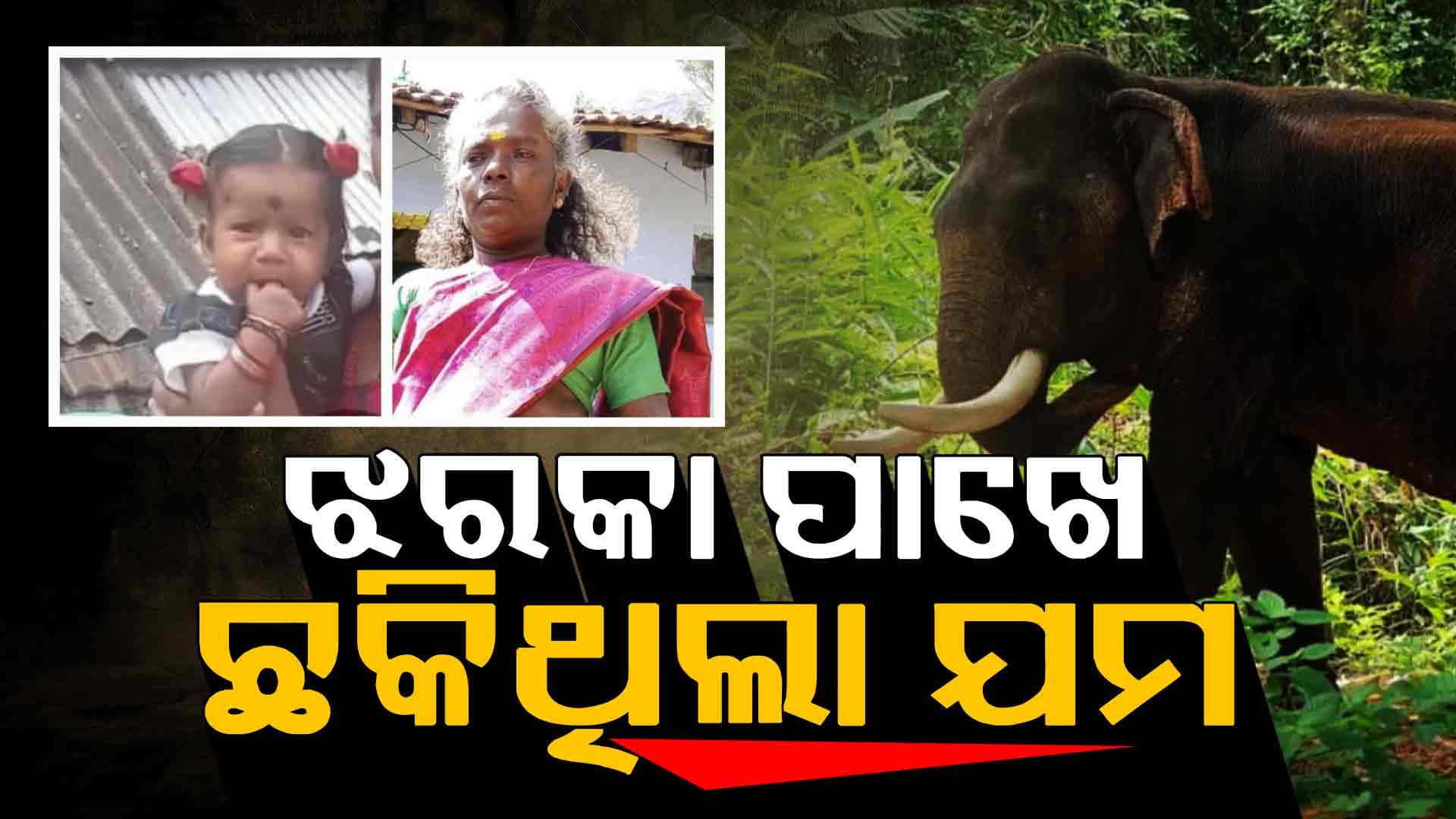 ଝରକା ଖୋଲୁଖୋଲୁ ଜଙ୍ଗଲୀହାତୀ ପାଦତଳେ ଗଲା ଜେଜେମା’ ଓ ନାତୁଣୀଙ୍କ ଜୀବନ