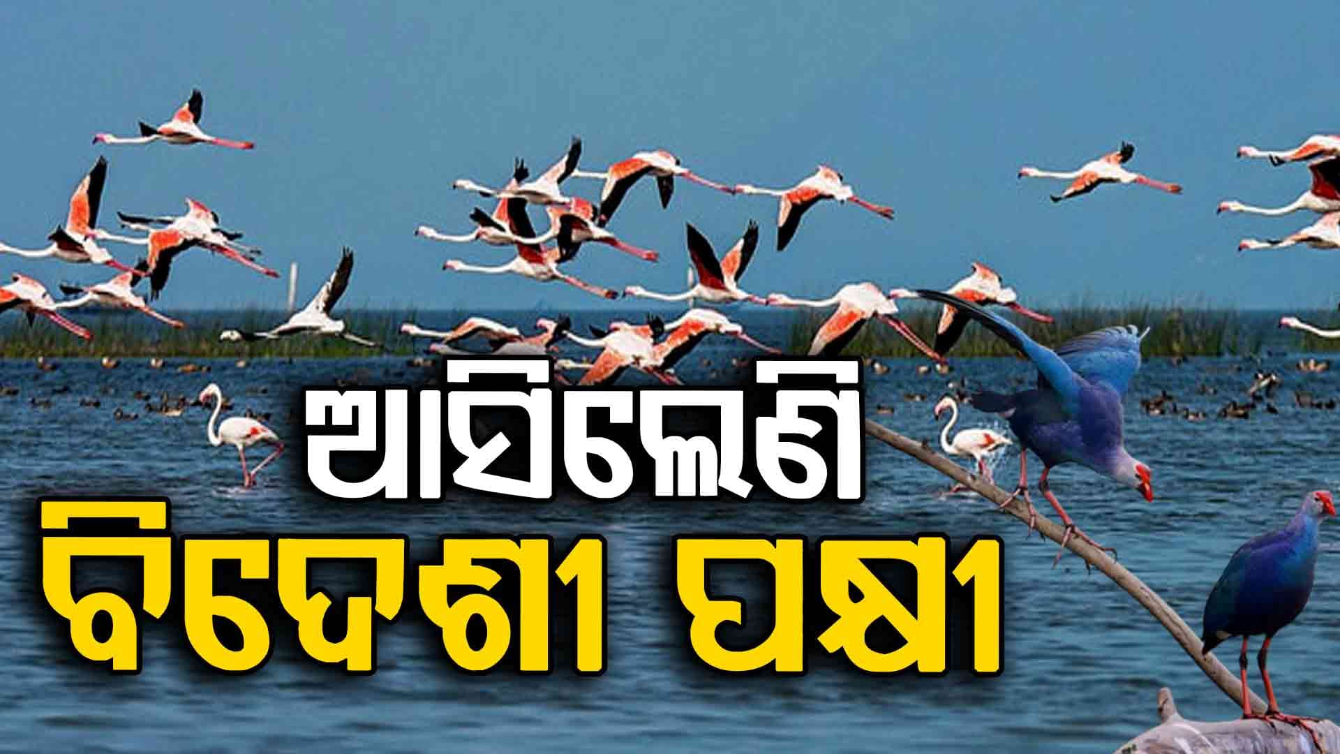 ଶୀତ ଆସିଲା… ଚିଲିକା ଭରିଲା ପକ୍ଷୀଙ୍କ କିଚିରିମିଚିରି ଶବ୍ଦରେ 