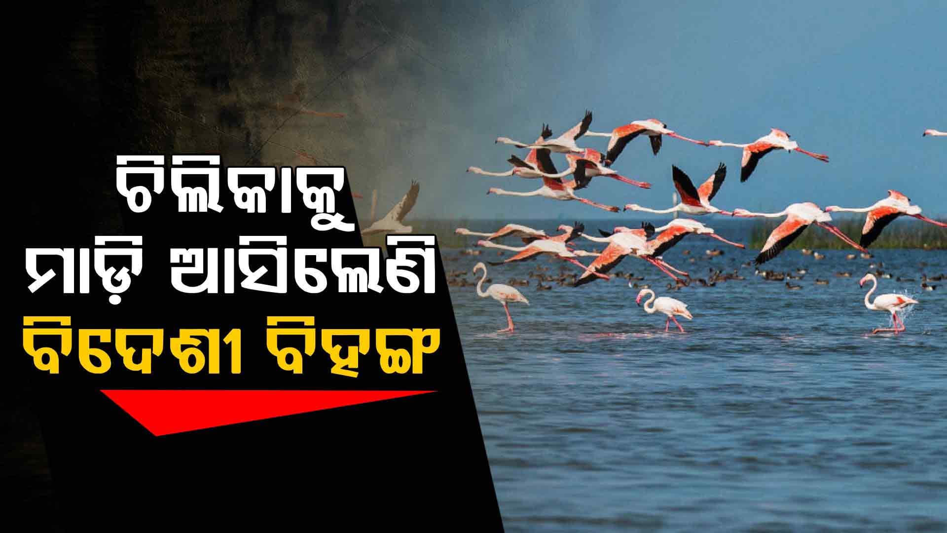କିଚିରି ମିଚିରି ଶବ୍ଦରେ ମୁଖରିତ ନିଳାମ୍ବୁ ଚିଲିକା