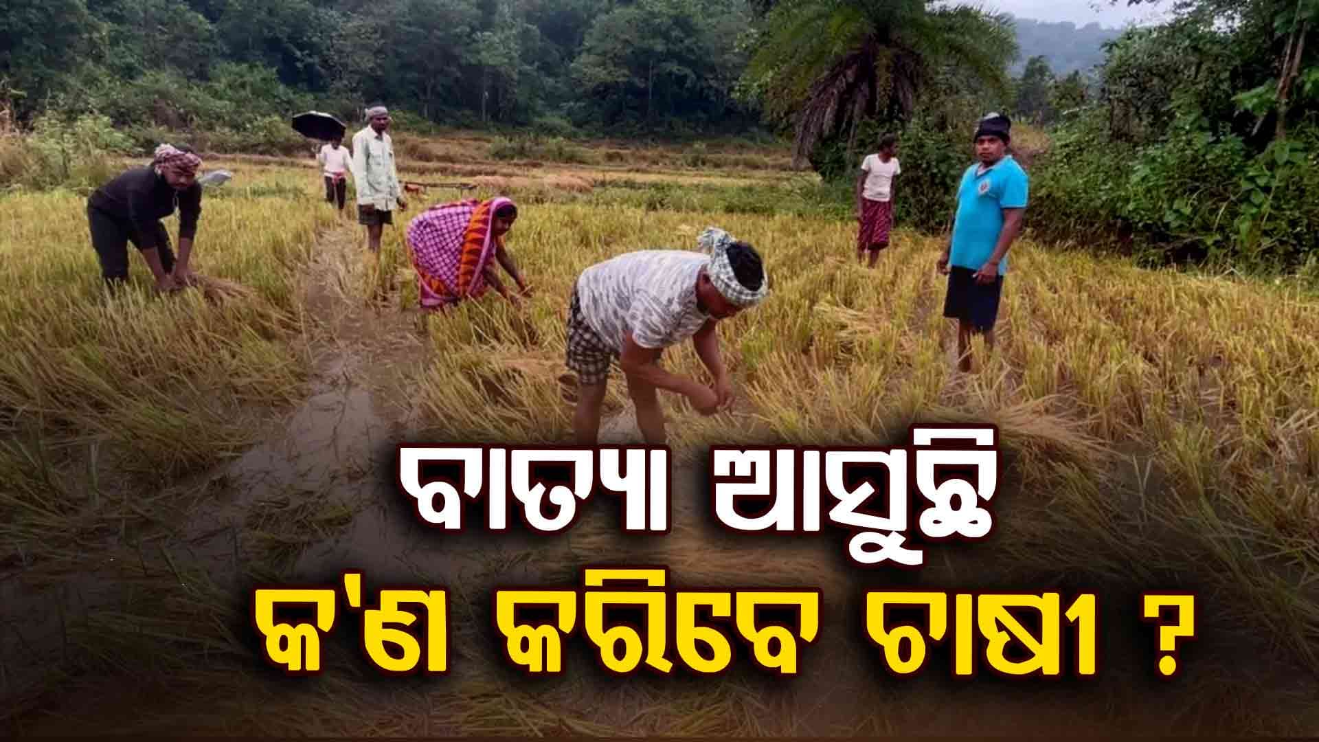 ବଡ଼ ବର୍ଷାରୁ କେମିତି ରୋକିବେ ଫସଲ କ୍ଷୟକ୍ଷତି ? ଚାଷୀଙ୍କ ପାଇଁ ଆସିଲା ଆଡଭାଇଜରି 