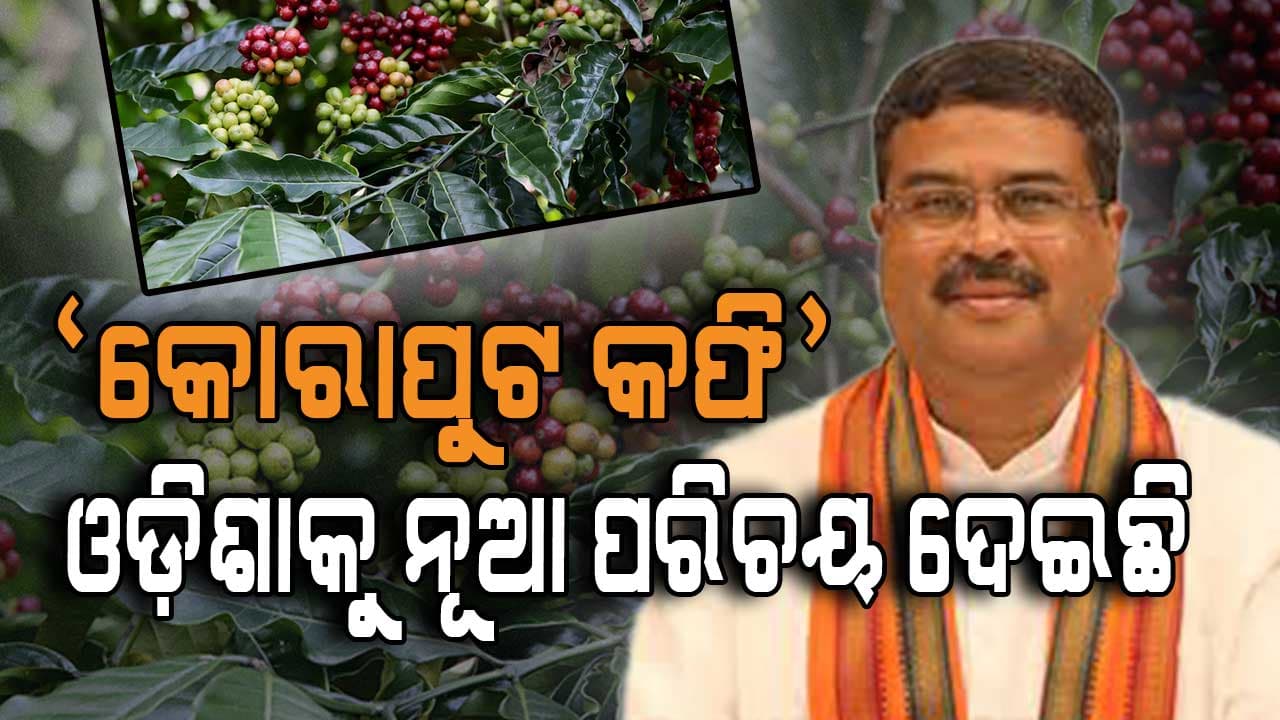 ‘କୋରାପୁଟ କଫି’ ଉପରେ ପ୍ରଧାନମନ୍ତ୍ରୀଙ୍କ ଚର୍ଚ୍ଚା ଓଡ଼ିଶାକୁ ନୂଆ ପରିଚୟ ଦେଇଛି: ଧର୍ମେନ୍ଦ୍ର ପ୍ରଧାନ