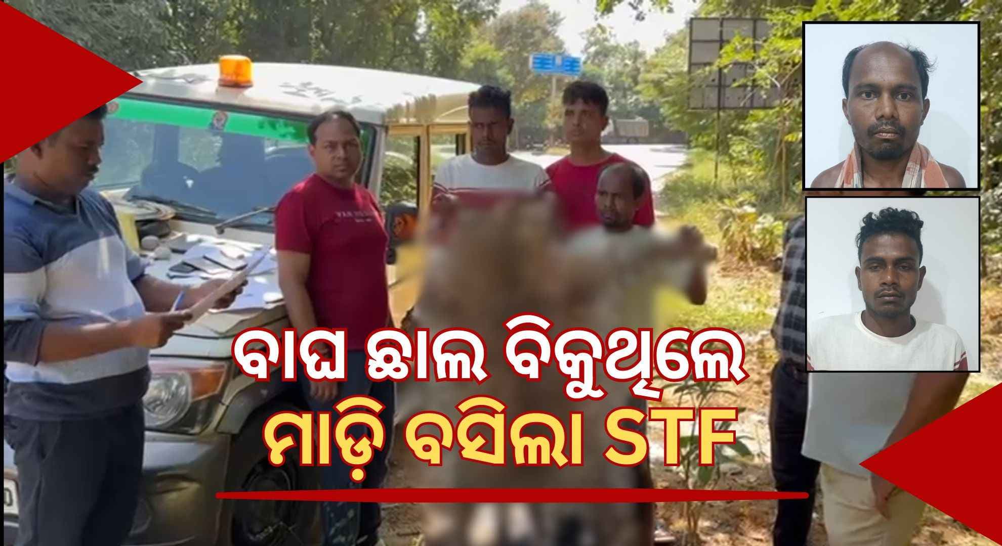 NHରେ ବାଘ ଛାଲ ଡିଲ୍ ବେଳେ ମାଡ଼ି ବସିଲା STF, ୨ ଗିରଫ