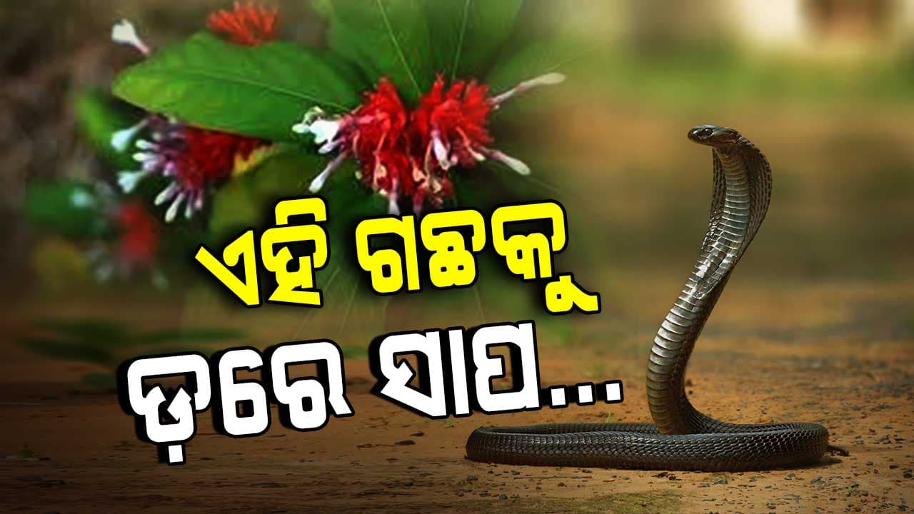 ଘରେ ଲଗାନ୍ତୁ ଏହି ୫ ଗଛ, ବାସ୍ନାରେ ପାଖ ମାଡ଼ିବନି ବିଷାକ୍ତ ସାପ 