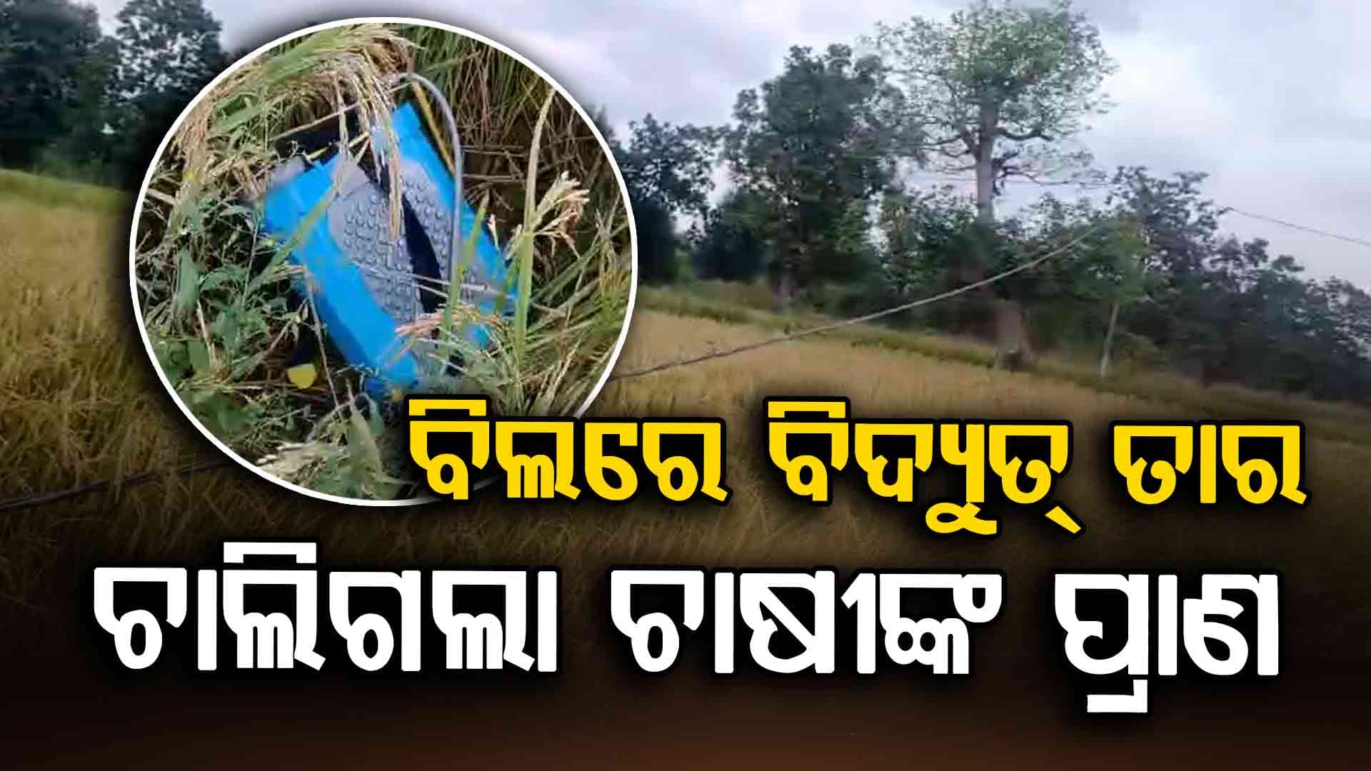 ଧାନ କ୍ଷେତ୍ରରେ ବିଦ୍ୟୁତ୍ ତାର ନେଇଗଲା ଚାଷୀ ଜୀବନ, ଚିନ୍ତାରେ ୫ ପ୍ରାଣୀର ପରିବାର