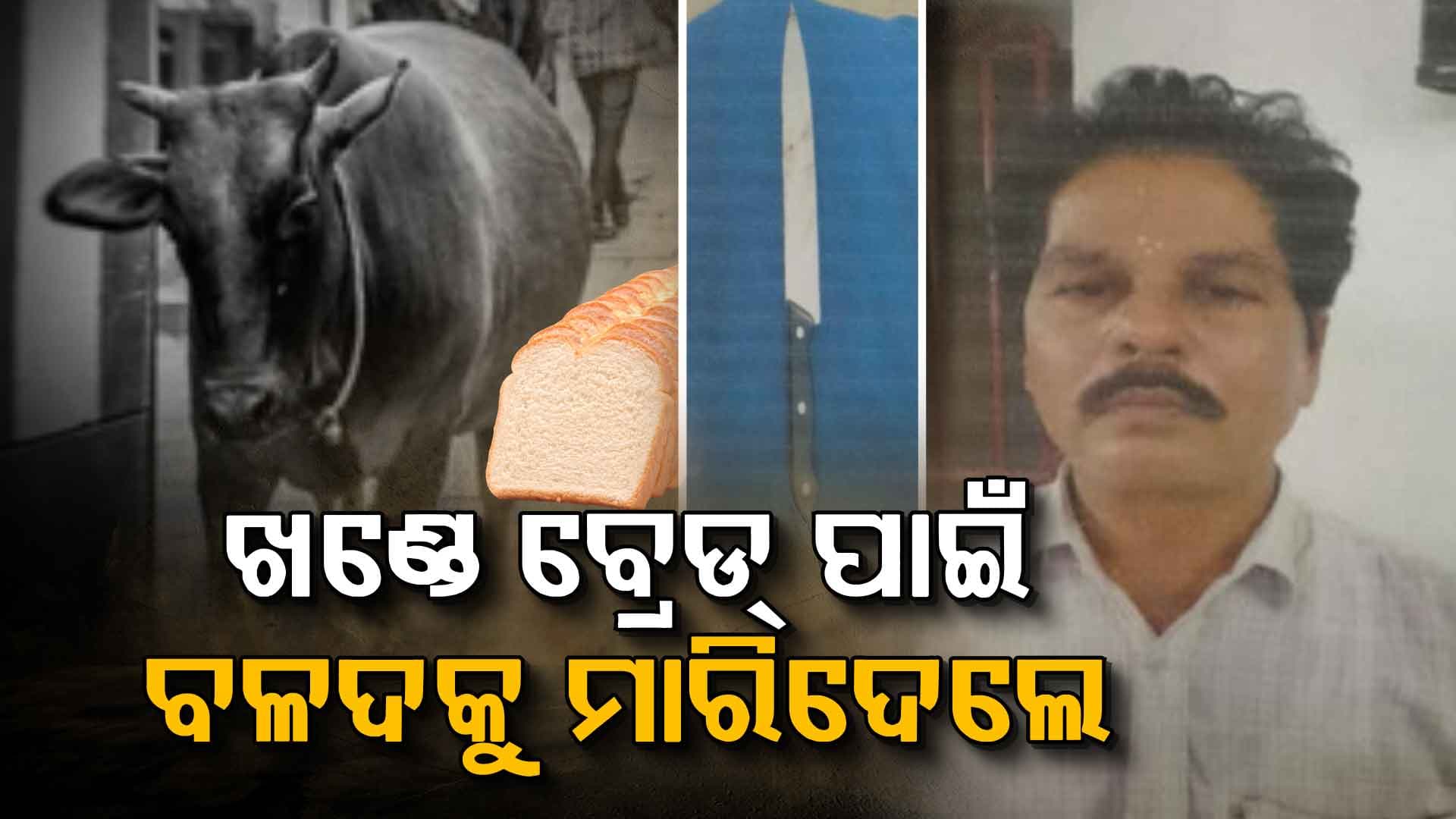 ଟପିଗଲେ ନୃଶଂସତାର ସବୁ ସୀମା, ସାମାନ୍ୟ ବ୍ରେଡ୍ ପାଇଁ ବଳଦକୁ ଛୁରି ଭୁସିଦେଲେ ଶିବ