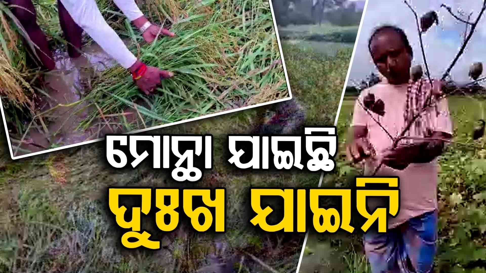 ଏକର ଏକର ଧାନ ଗଛ କ୍ଷେତରେ ଲୋଟିଛି ଚିନ୍ତାରେ ଚାଷୀ 