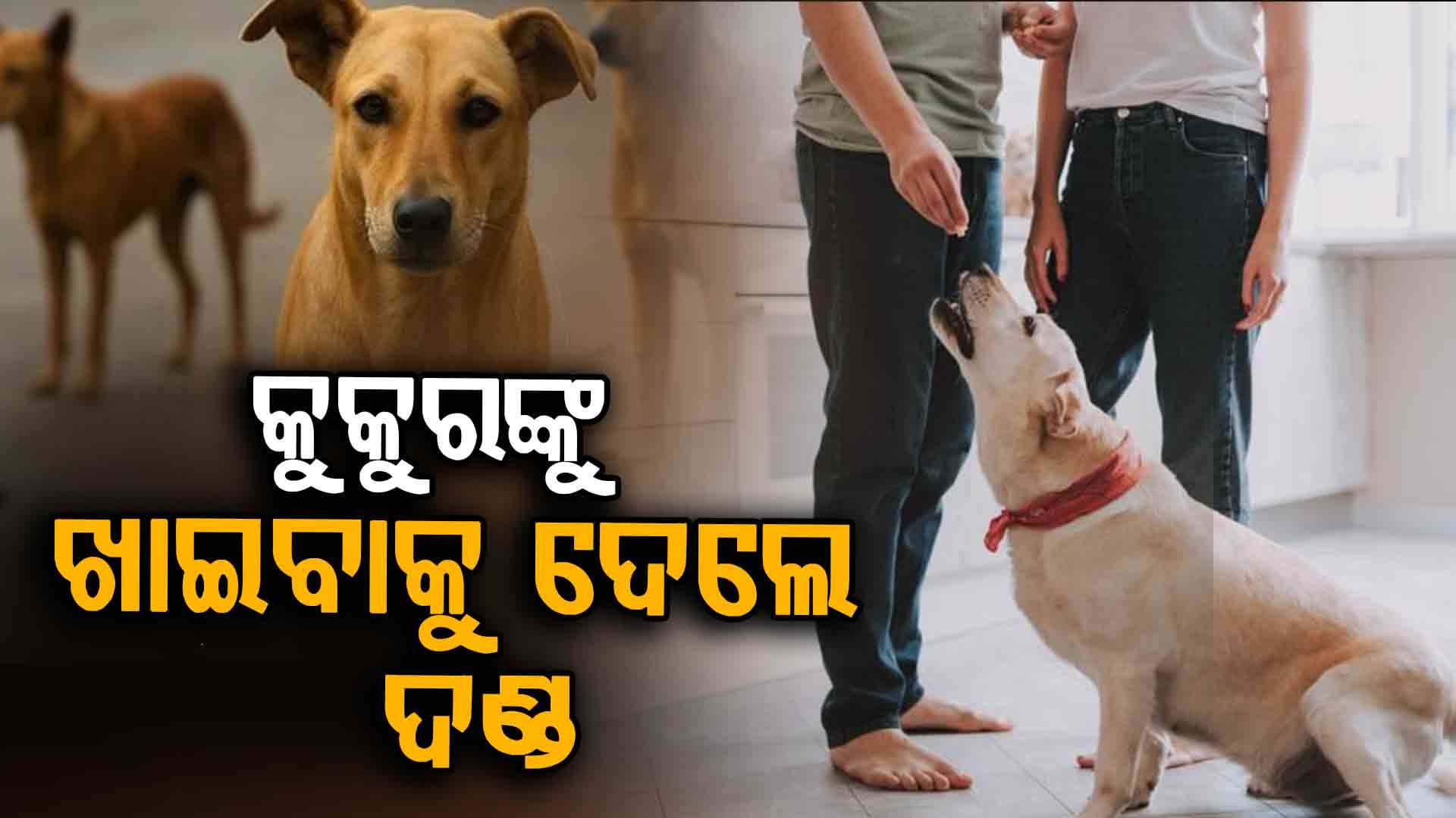 ବୁଲା କୁକୁରଙ୍କୁ ଖାଇବାକୁ ଦେଉଥିଲେ ସାବଧାନ ! 