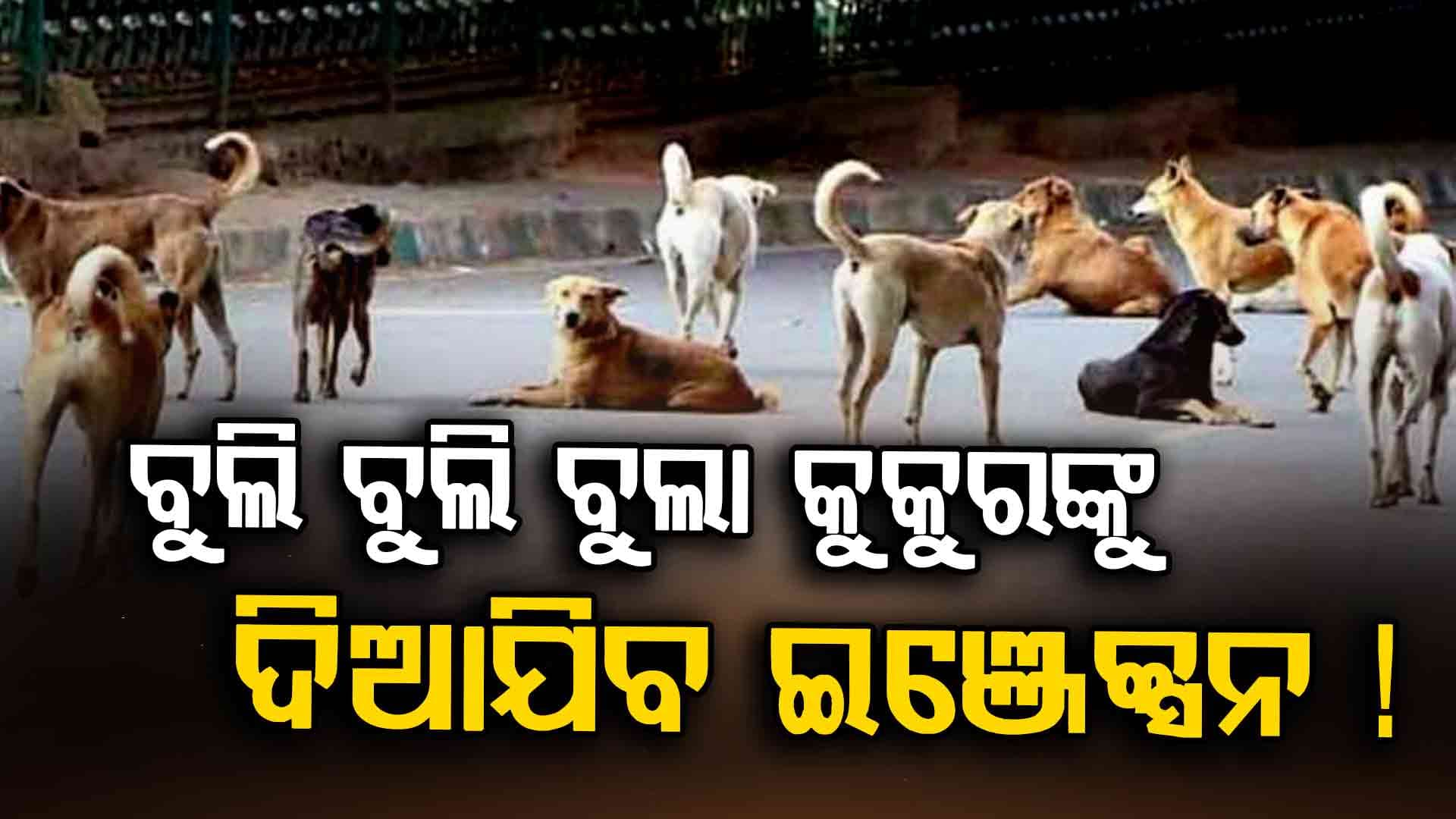 ପୁରୀରେ ବୁଲା କୁକୁରଙ୍କ ପାଇଁ ନିଆଯାଇଛି ବଡ଼ ନିଷ୍ପତ୍ତି 