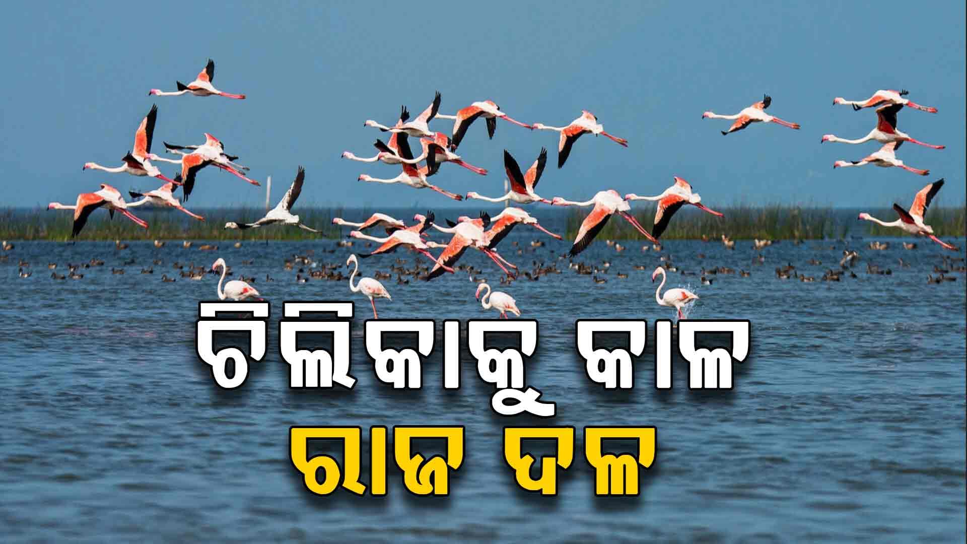 କଳା ପଡ଼ିଗଲାଣି ନୀଳାମ୍ବୁ ଚିଲିକା, ନାକ ଫାଟି ପଡୁଛି ଦୁର୍ଗନ୍ଧରେ 