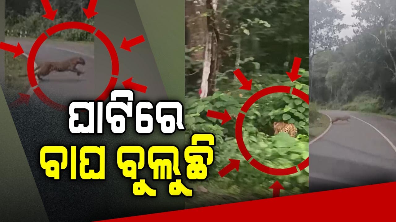 ବୌଦ୍ଧ-କନ୍ଧମାଳ ସୀମାନ୍ତ ଗାଡ଼ିଆପଡ଼ା ଘାଟିରେ ବୁଲୁଛି କଲରାପତରିଆ, ଭୟଭୀତ ଲୋକେ