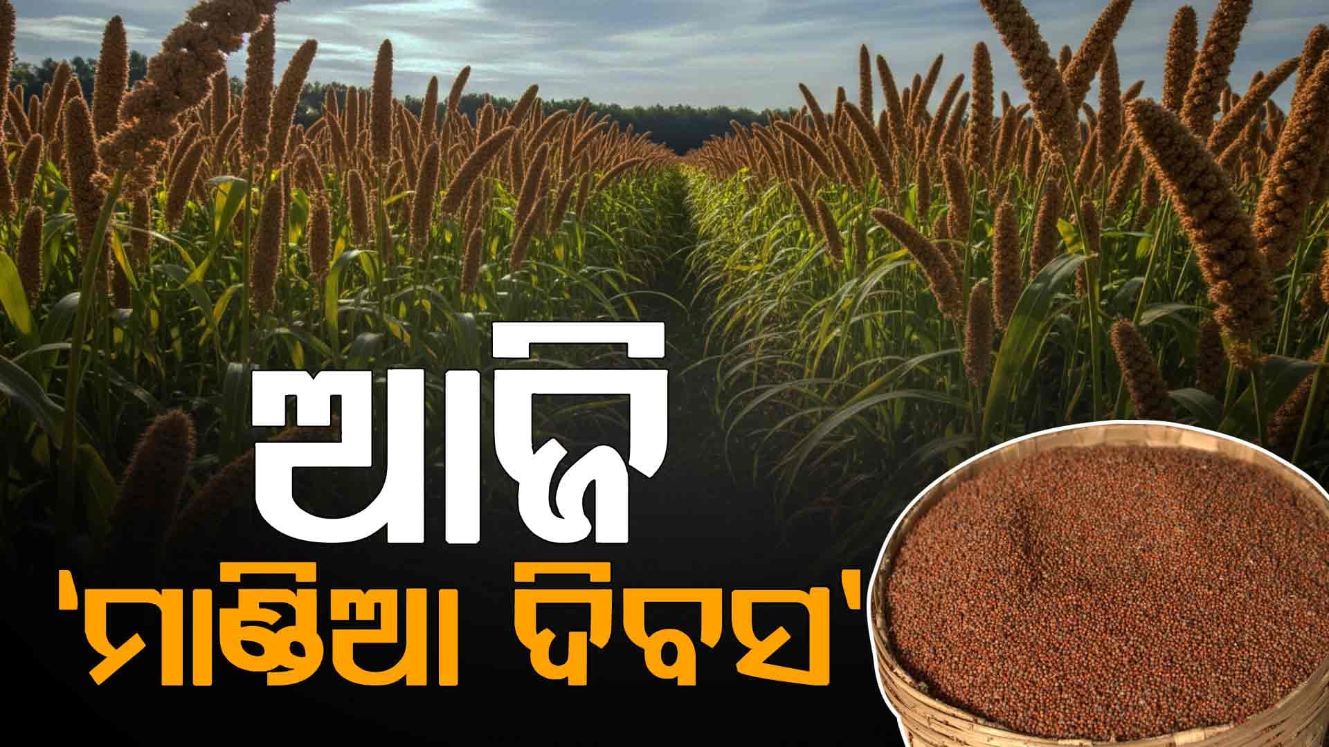 ମାଣ୍ଡିଆ ଚାଷକୁ ପ୍ରୋତ୍ସାହନ ଦେବା ଉଦ୍ଦେଶ୍ୟରେ ଆଜି ରାଜ୍ୟରେ ପାଳିତ ହେଉଛି ମାଣ୍ଡିଆ ଦିବସ 
