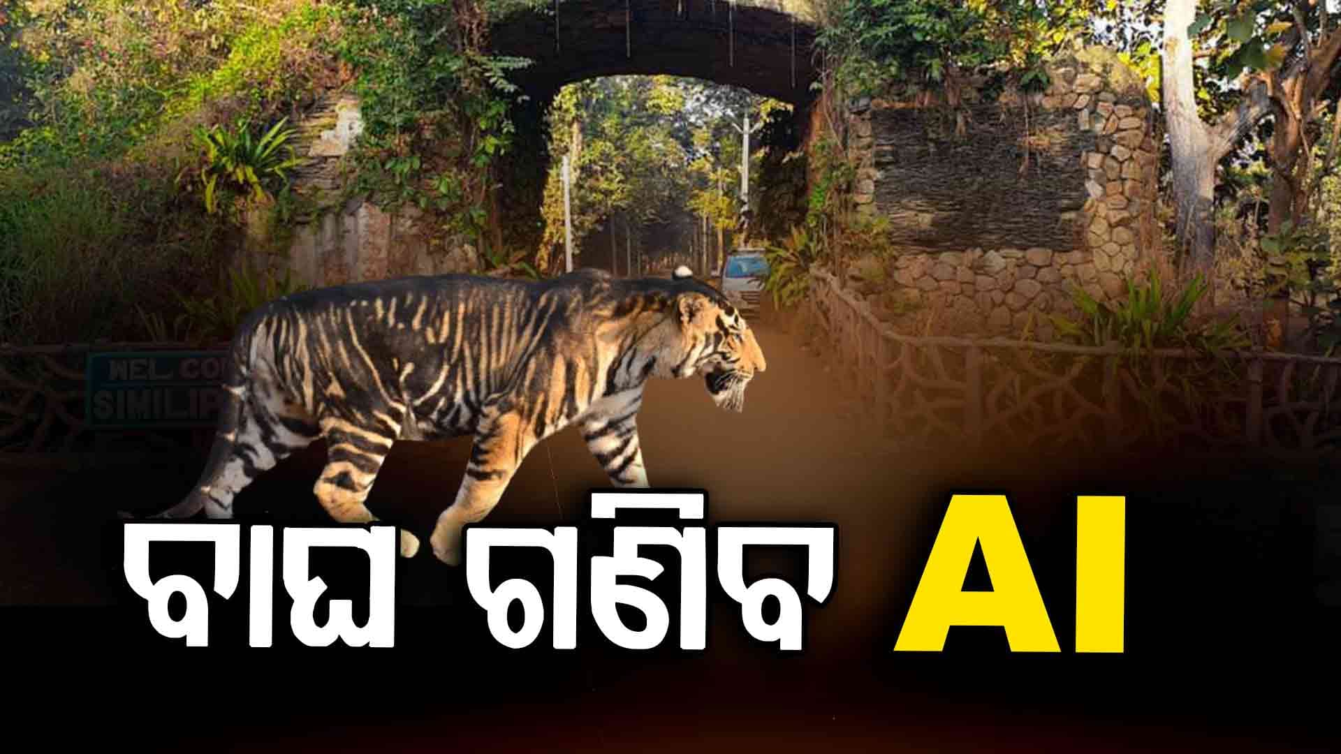 ଶିମିଳିପାଳରେ ଆରମ୍ଭ ହେଲା ବାଘ ଗଣନା