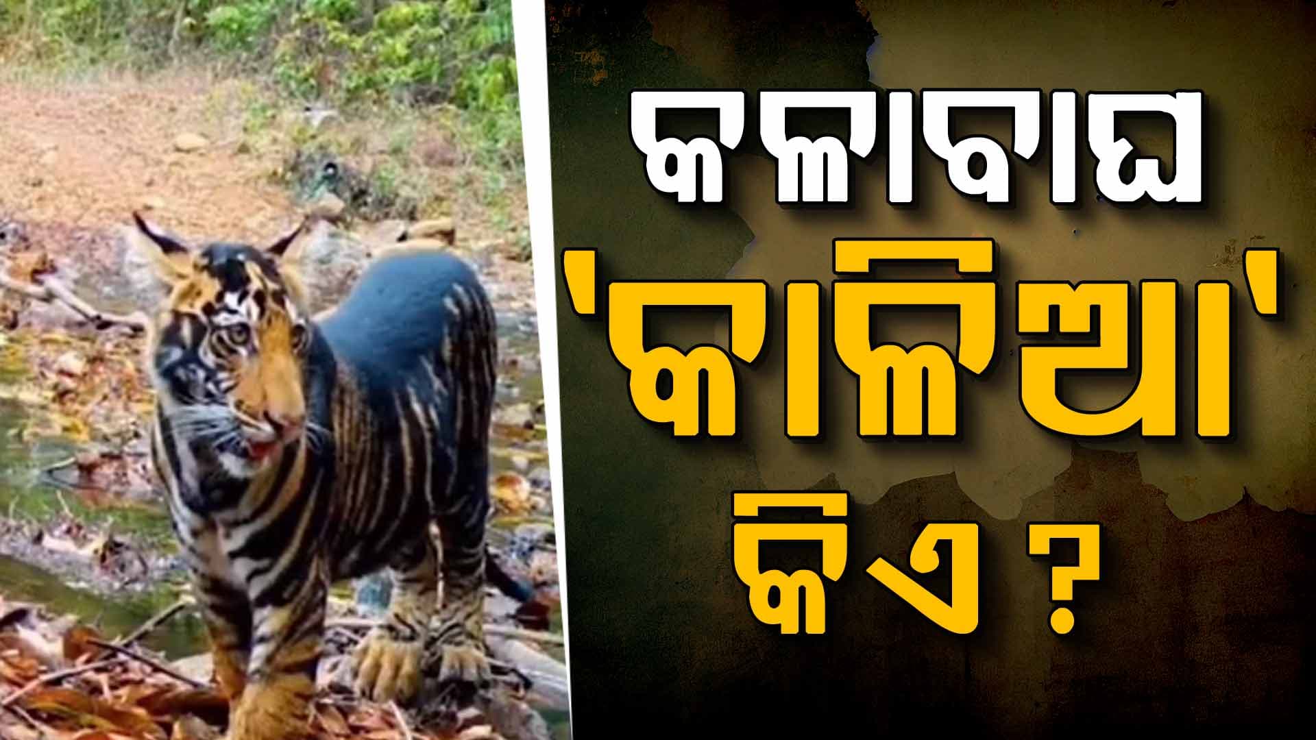 ଶିମିଳିପାଳ ବ୍ୟାଘ୍ର ଅଭୟାରଣ୍ୟ ଭିତରେ ବୁଲୁଛି କଳାବାଘ 'କାଳିଆ'