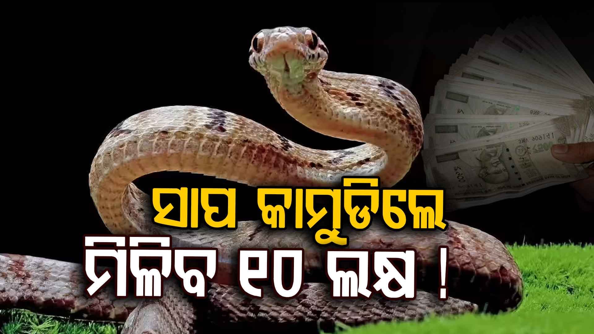 ସାପ କାମୁଡାରେ ମୃତ୍ୟୁ: ମିଳୁଥିଲା ୪ ଲକ୍ଷ ମିଳିବ ୧୦ ଲକ୍ଷ ! 