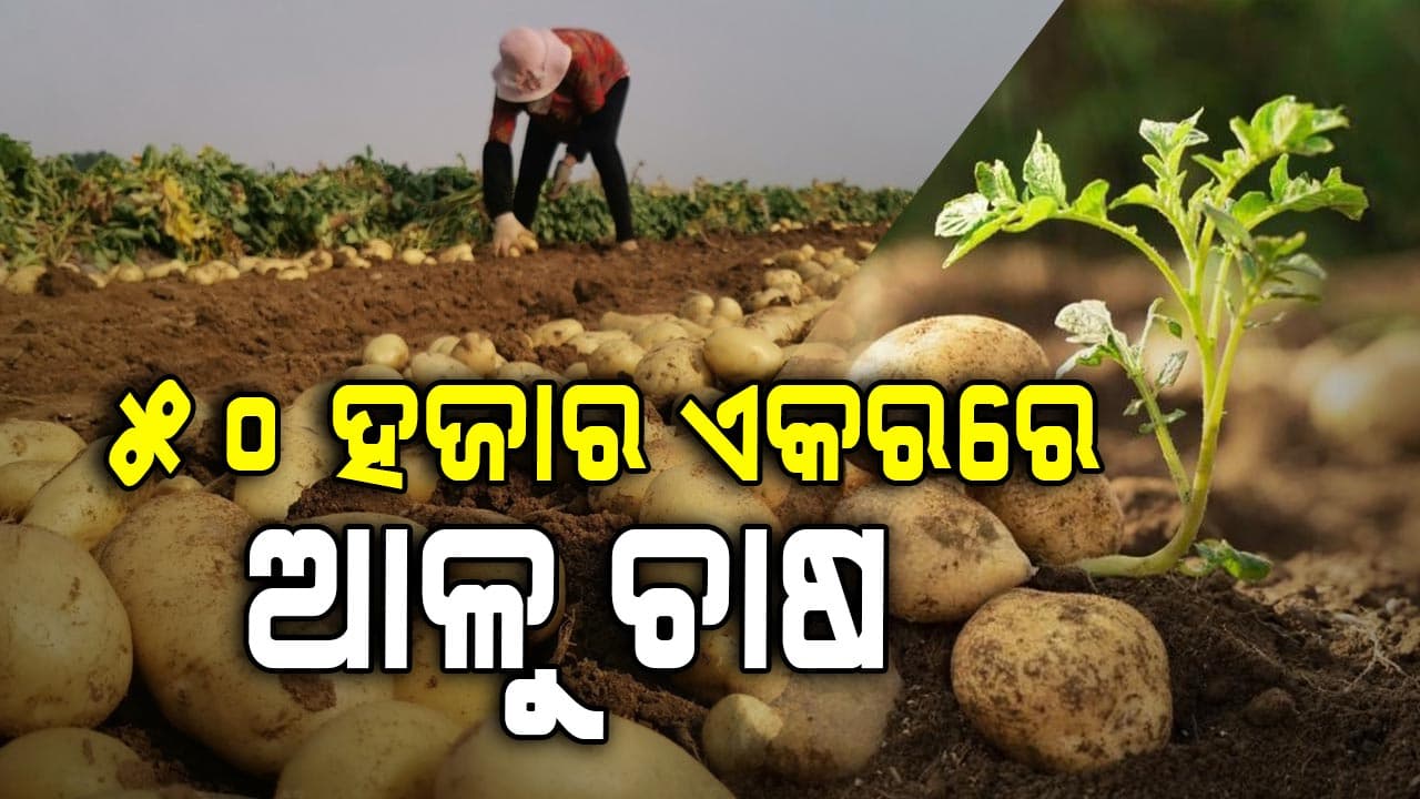 ୫୦ ହଜାର ଏକର ଜମିରେ ହେବ ଆଳୁ ଚାଷ, ବଣ୍ଟା ସରିଲାଣି ୧ ଲକ୍ଷ କ୍ବିଣ୍ଟାଲ ବିହନ