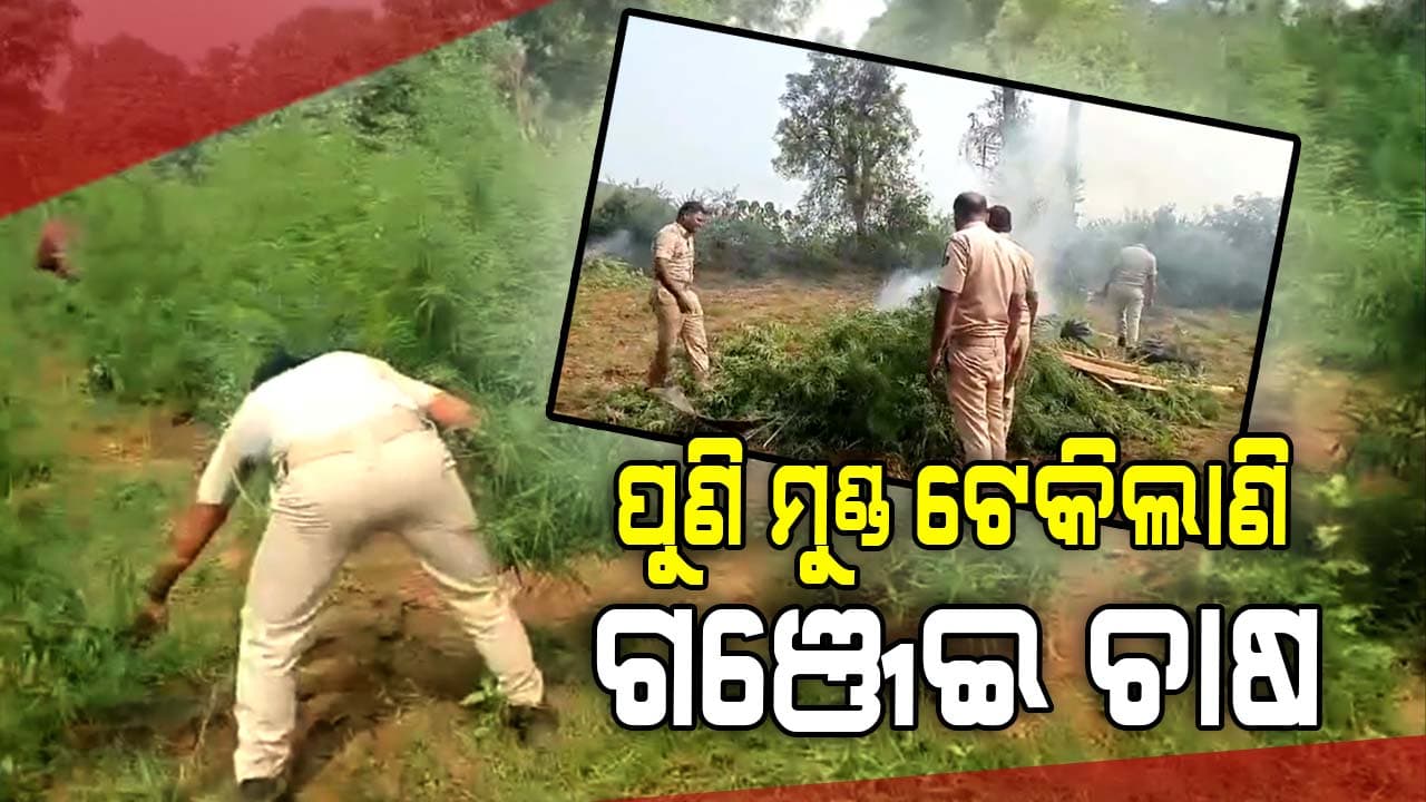 ୧୧ ଶହରୁ ଉର୍ଦ୍ଧ୍ୱ ଗଞ୍ଜେଇ ଗଛ ନଷ୍ଟ, ଜଣେ ଗିରଫ