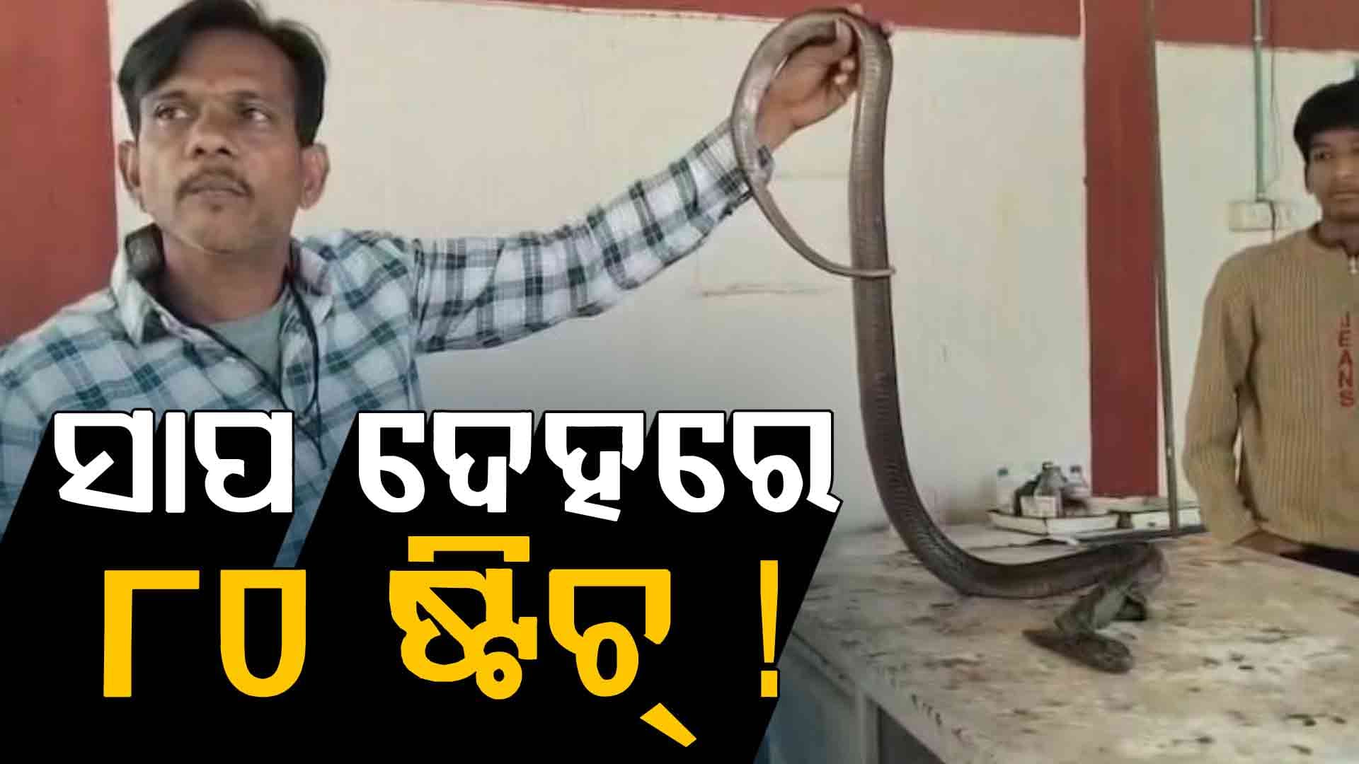 କି ସାହସ ! ନାଗ ସାପ ଦେହରେ ପକାଇଲେ ୮୦ ଷ୍ଟିଚ୍...