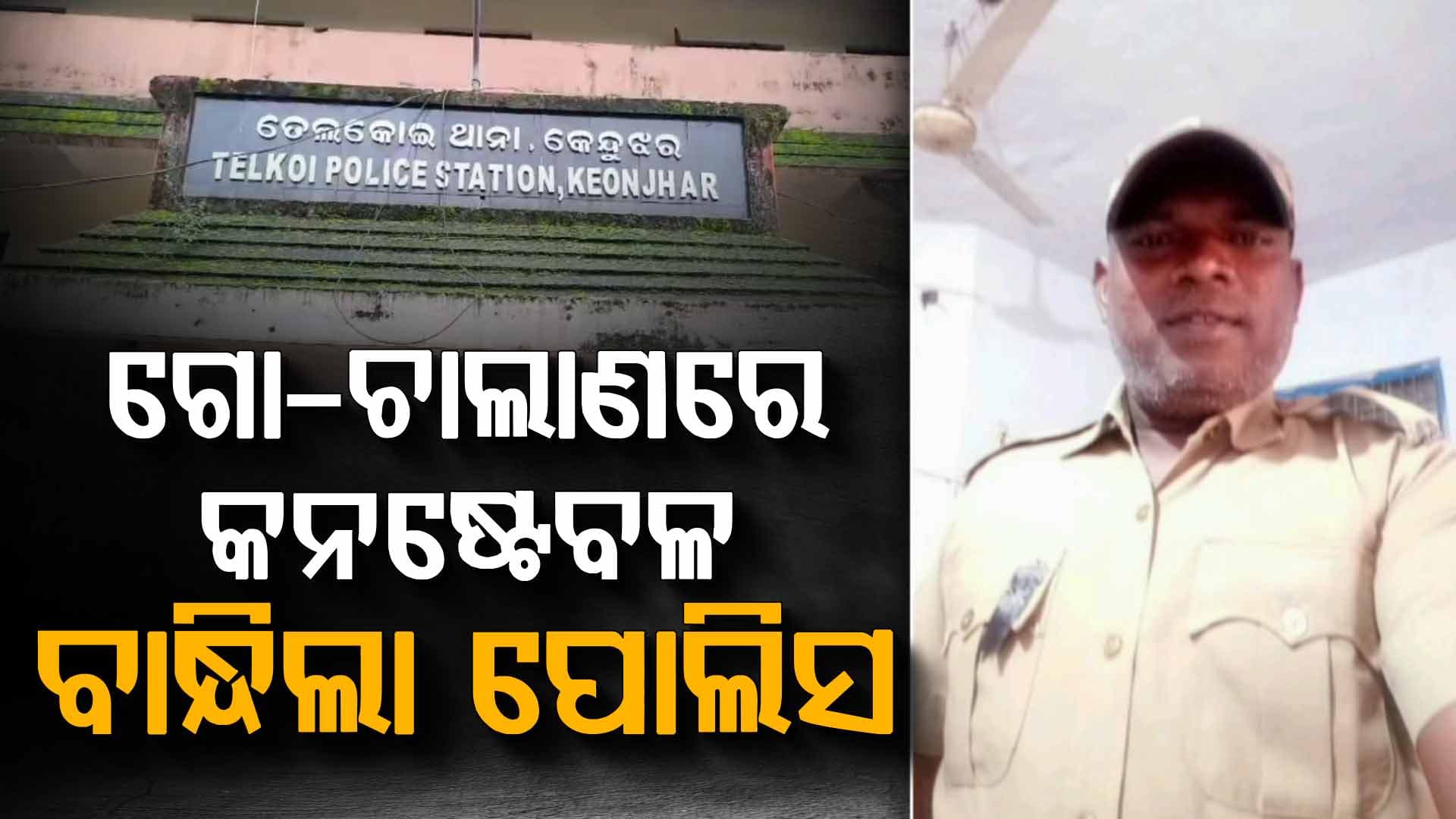 ଗୋରୁ ମାଫିଆଙ୍କ ସହ ମିଶି ପୋଲିସକୁ ଦେଉଥିଲା ଧୋକା, ରେଡ୍ ପୂର୍ବରୁ କରୁଥିଲା ସୂଚନା ଲିକ୍
