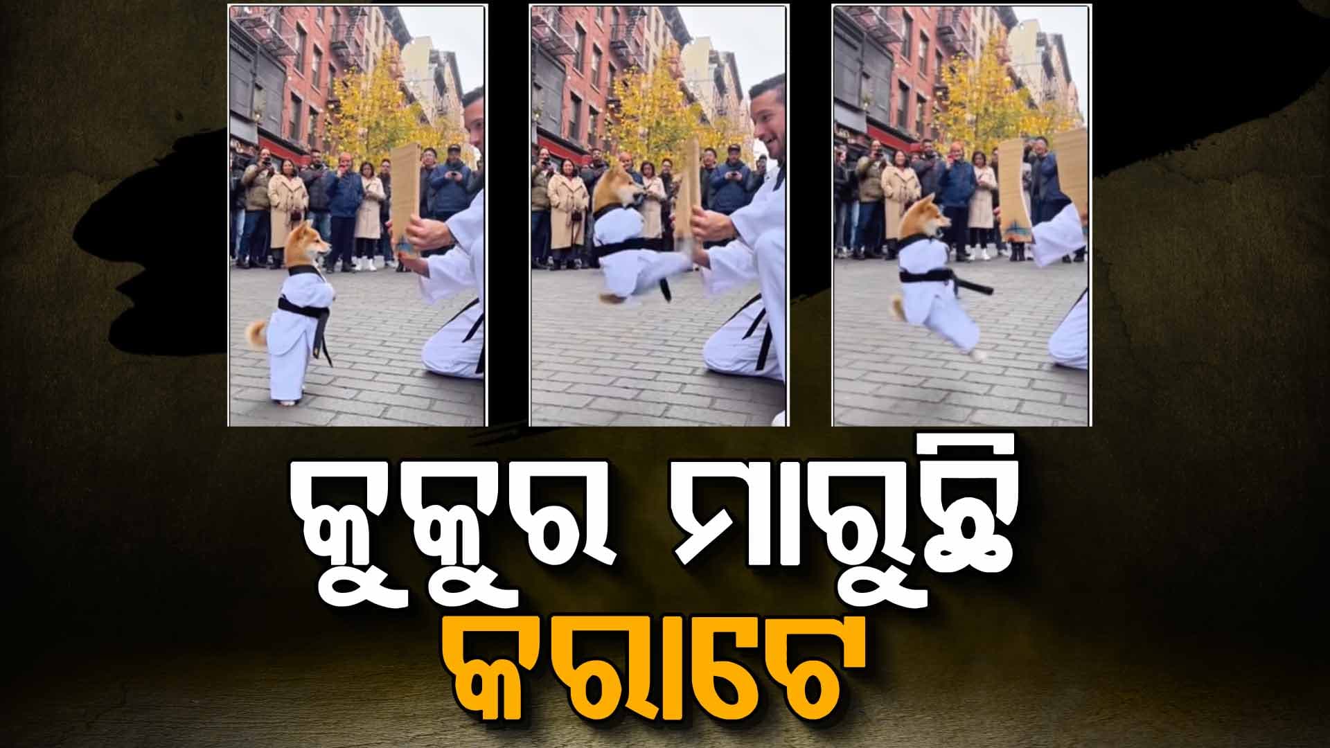 କୁକୁର ମାରୁଛି କରାଟେ: ଗୋଟିଏ ଲାତରେ ଭାଙ୍ଗିଦେଲା ଟାଇଲ୍