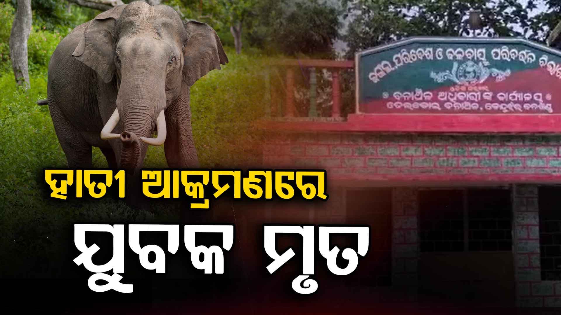 ତେଲକୋଇରେ ହାତୀ ଆକ୍ରମଣରେ ଯୁବକଙ୍କ ମୃତ୍ୟୁ