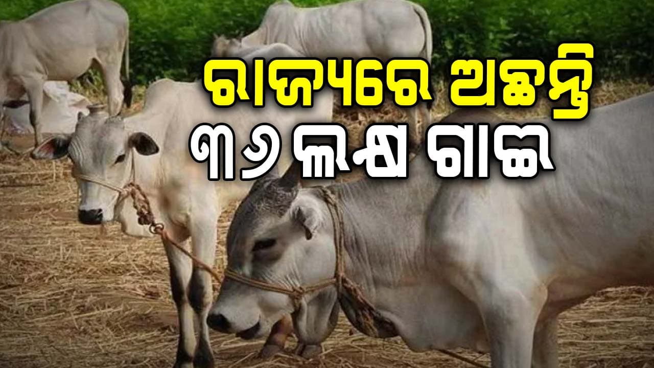 ରାଜ୍ୟରେ ବଢ଼ୁଛି ଗୋପାଳନ; କ୍ଷୀର ଉତ୍ପାଦନରେ ଆଗୁଆ ବାଲେଶ୍ଵର, ପଛରେ ପଡ଼ିଛି ଝାରସୁଗୁଡ଼ା