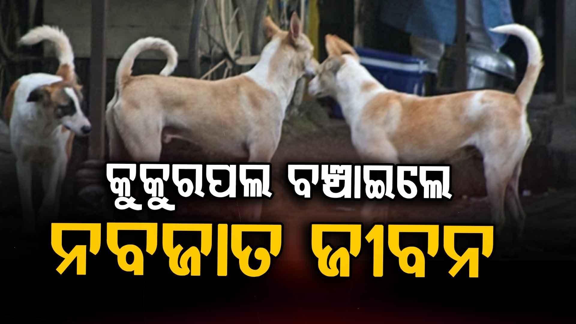 ପରିତ୍ୟକ୍ତ ପାଇଖାନାରେ ନବଜାତ; ସାରା ରାତି ଜଗି ରହି ସୁରକ୍ଷା ଦେଲେ କୁକୁର