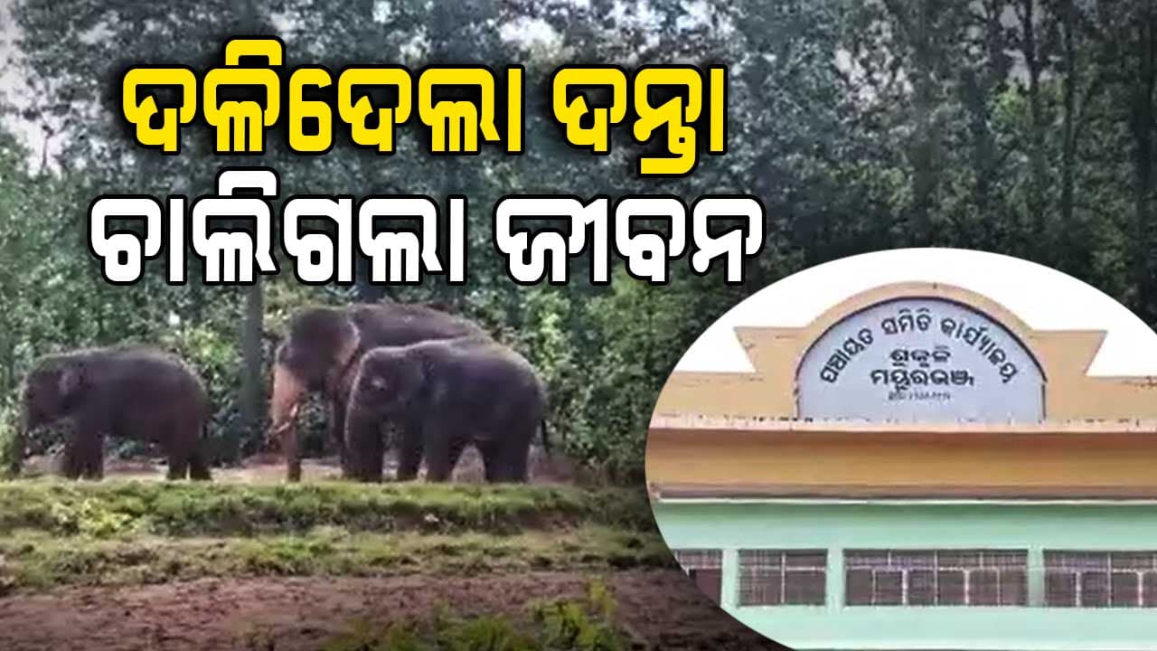 ୨୮ ଟିକିଆ ହାତୀପଲଙ୍କ ଉତ୍ପାତ, ସକାଳୁ ନେଇଗଲା ଜଣଙ୍କ ଜୀବନ
