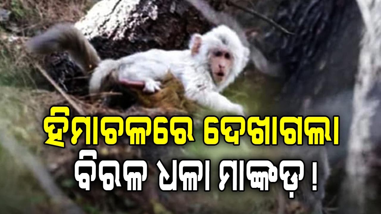 ହିମାଚଳ ପ୍ରଦେଶର ଜଙ୍ଗଲରେ ଦେଖାଗଲା ବିରଳ ଧଳା ମାଙ୍କଡ଼