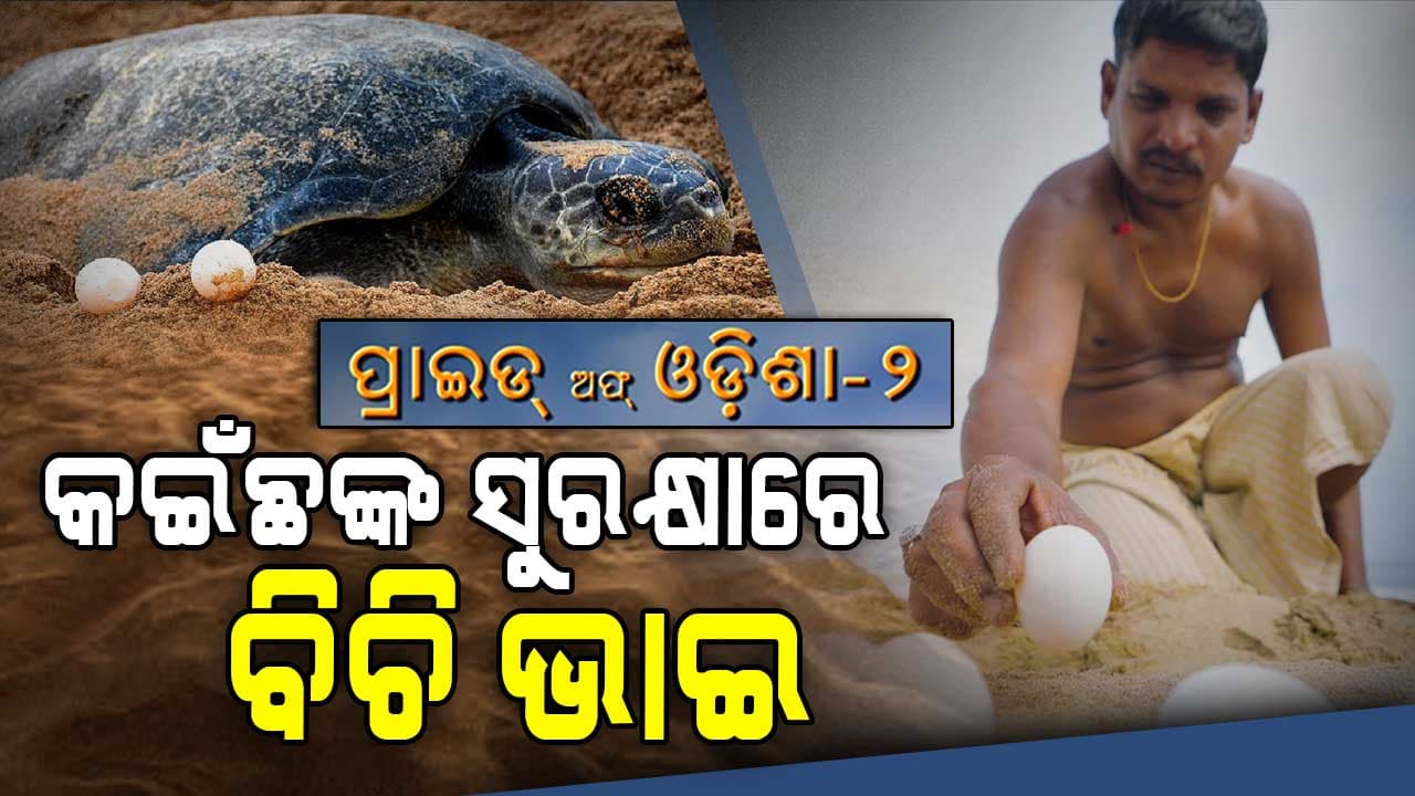 ଅଲିଭ୍ ରିଡଲେଙ୍କୁ ବଞ୍ଚାଇବା ପାଇଁ ୩୦ ବର୍ଷ ହେଲା ସମୁଦ୍ର କୂଳରେ...