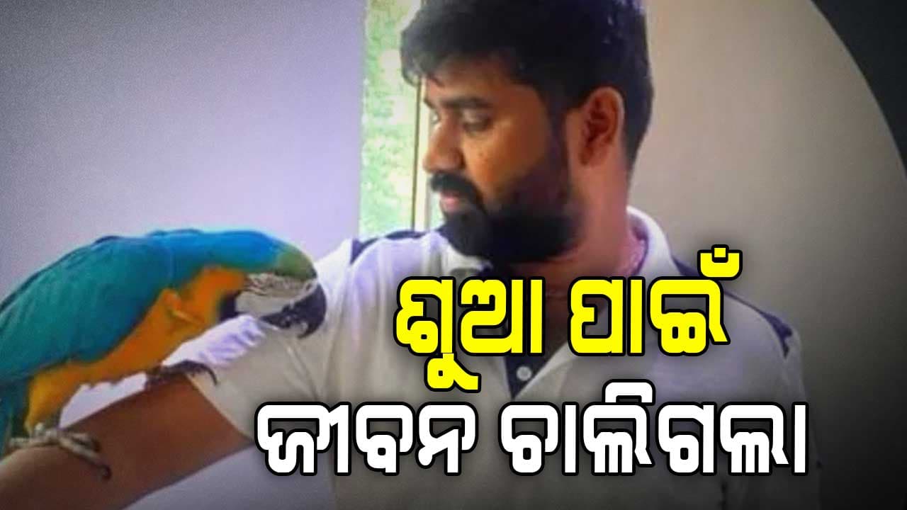 ଅଢ଼େଇ ଲକ୍ଷର ଶୁଆକୁ ବଞ୍ଚାଇବାକୁ ଯାଇ ଖାଇଲେ ବିଦ୍ୟୁତ୍ ଝଟ୍‌କା; କେଇ ମିନିଟ୍‌ରେ ବୁଜିଲେ ଆଖି