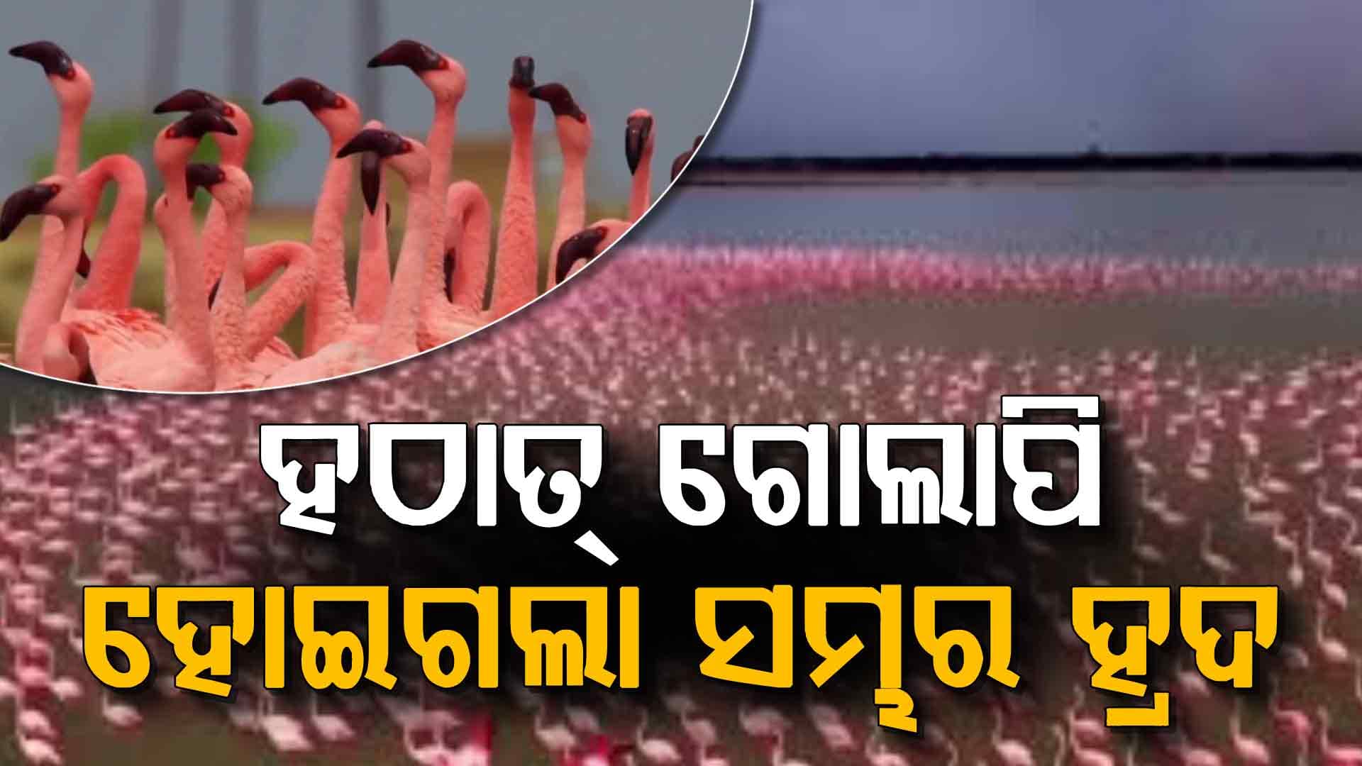 ରାଜସ୍ଥାନର ସମ୍ଭର ଲବଣ ହ୍ରଦ ହଠାତ୍‌ ଗୋଲାପୀ ରଙ୍ଗ ହୋଇଗଲା...ଦେଖନ୍ତୁ ଆପଣଙ୍କ ହୃଦୟକୁ ବି ନିଶ୍ଚିତ ଛୁଇଁବ