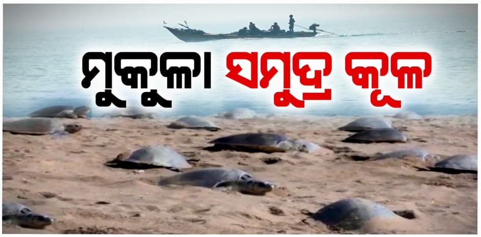 ବିପଦରେ ଅଲିଭ୍ ରିଡ୍‌ଲେ; ନିଷିଦ୍ଧାଞ୍ଚଳରେ ଟିପା, ଡଙ୍ଗା ଓ ଟ୍ରଲରରେ ମାଛ ମାରୁଛନ୍ତି ମତ୍ସ୍ୟଜୀବୀ