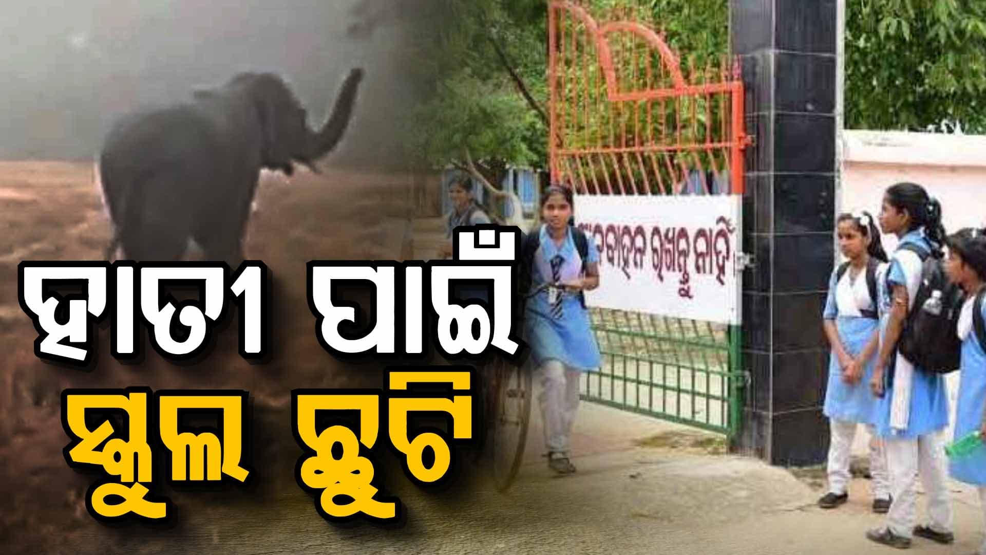 ଆତଙ୍କ ଖେଳାଇଛି ହାତୀ: ଯାଉଛି ଜୀବନ, ପ୍ରଭାବରେ ସ୍କୁଲ ବନ୍ଦ