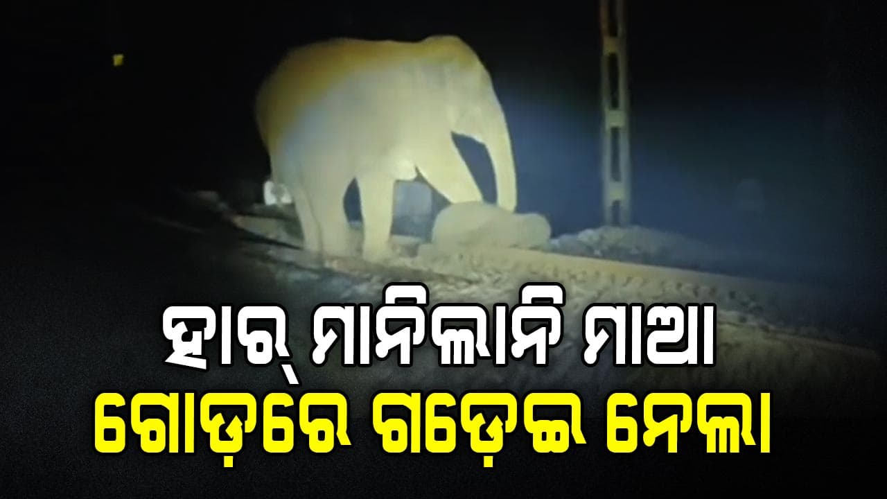 ସାରା ରାତି ଟ୍ରେନ୍ ଟ୍ରାକ୍ରେ ଛୁଆକୁ ଜଗି ରହିଲା ହାତୀ, କଢ଼େଇ ନେଲା ବାଟ; ଦେଖନ୍ତୁ Video