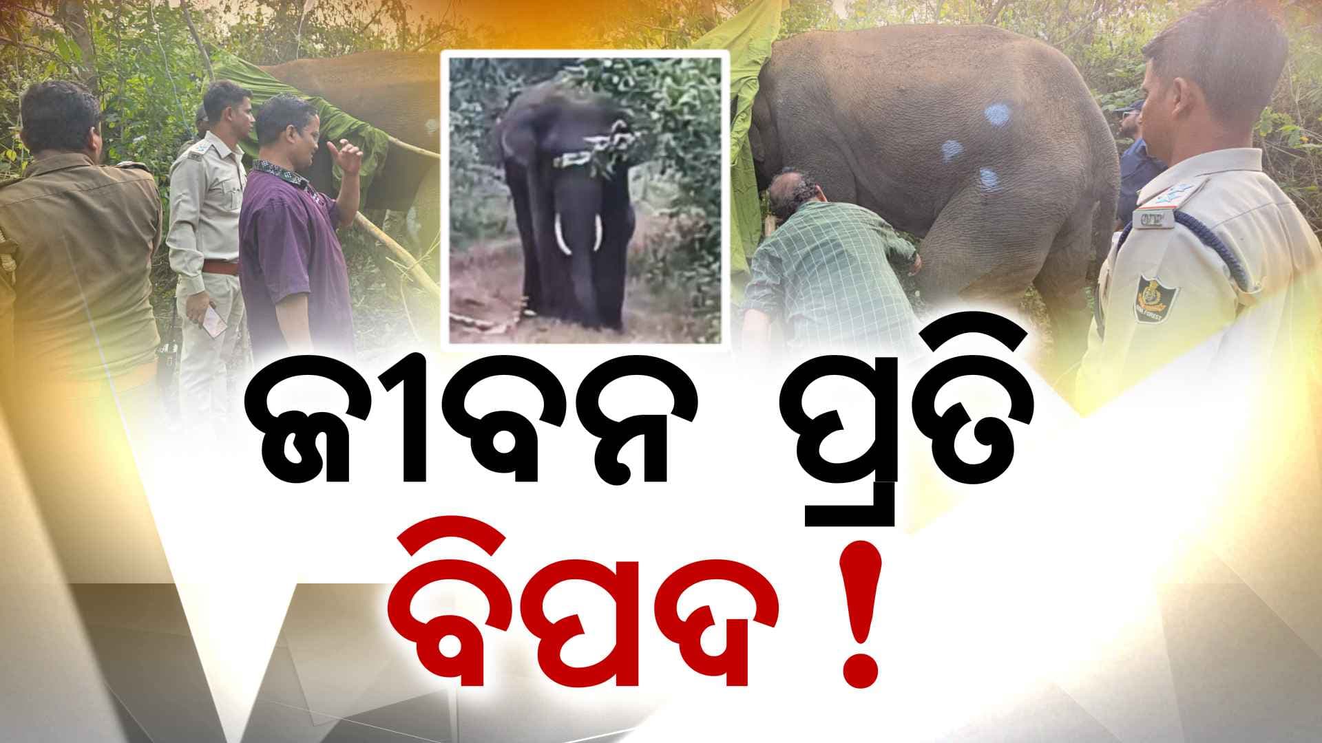 ଚନ୍ଦକାରେ ବୁଲୁଛି ଅସୁସ୍ଥ ଦନ୍ତା ଚିକିତ୍ସା କରି ଛାଡ଼ିଦେଲା ବନ ବିଭାଗ