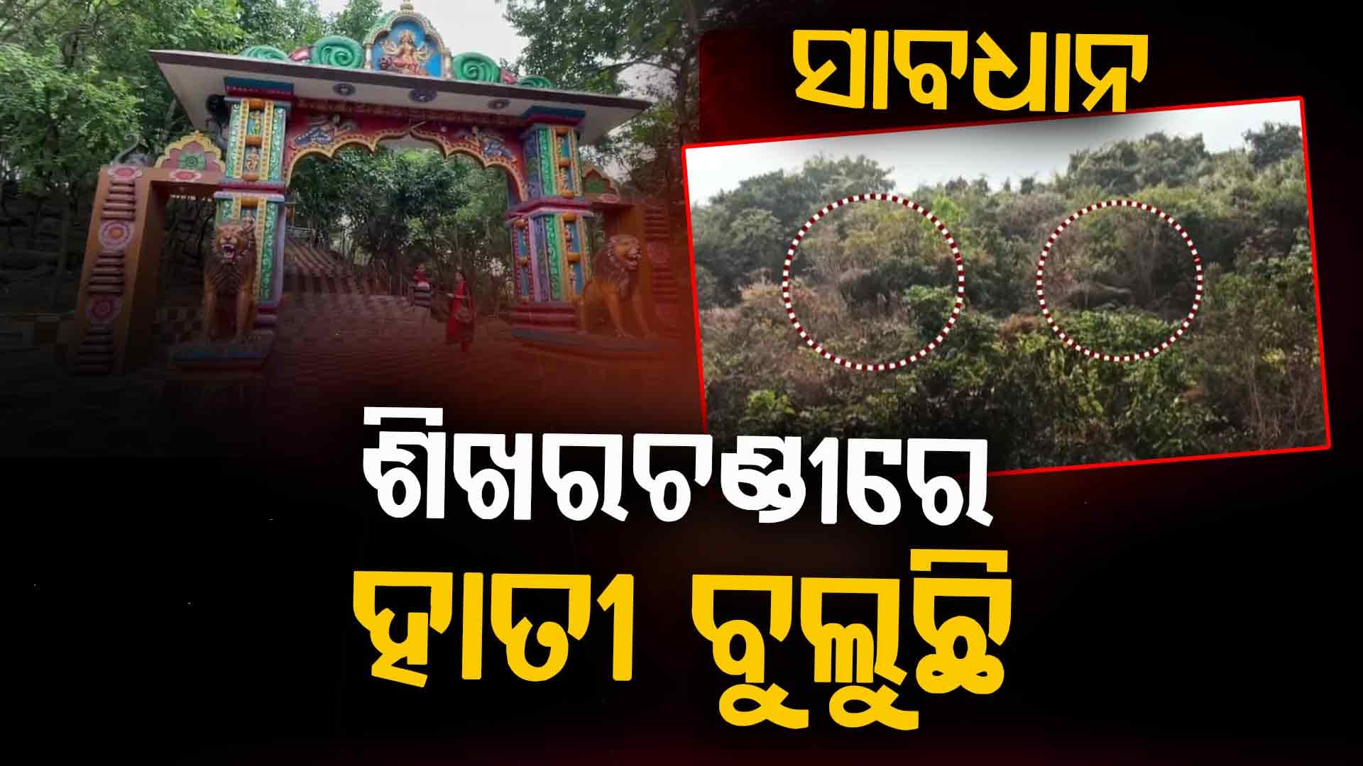 ଦନ୍ତା ହାତୀ ପାଇଁ ଶିଖରଚଣ୍ଡୀରେ ତାଲା, ହୋଇପାରୁନି ବଣଭୋଜି