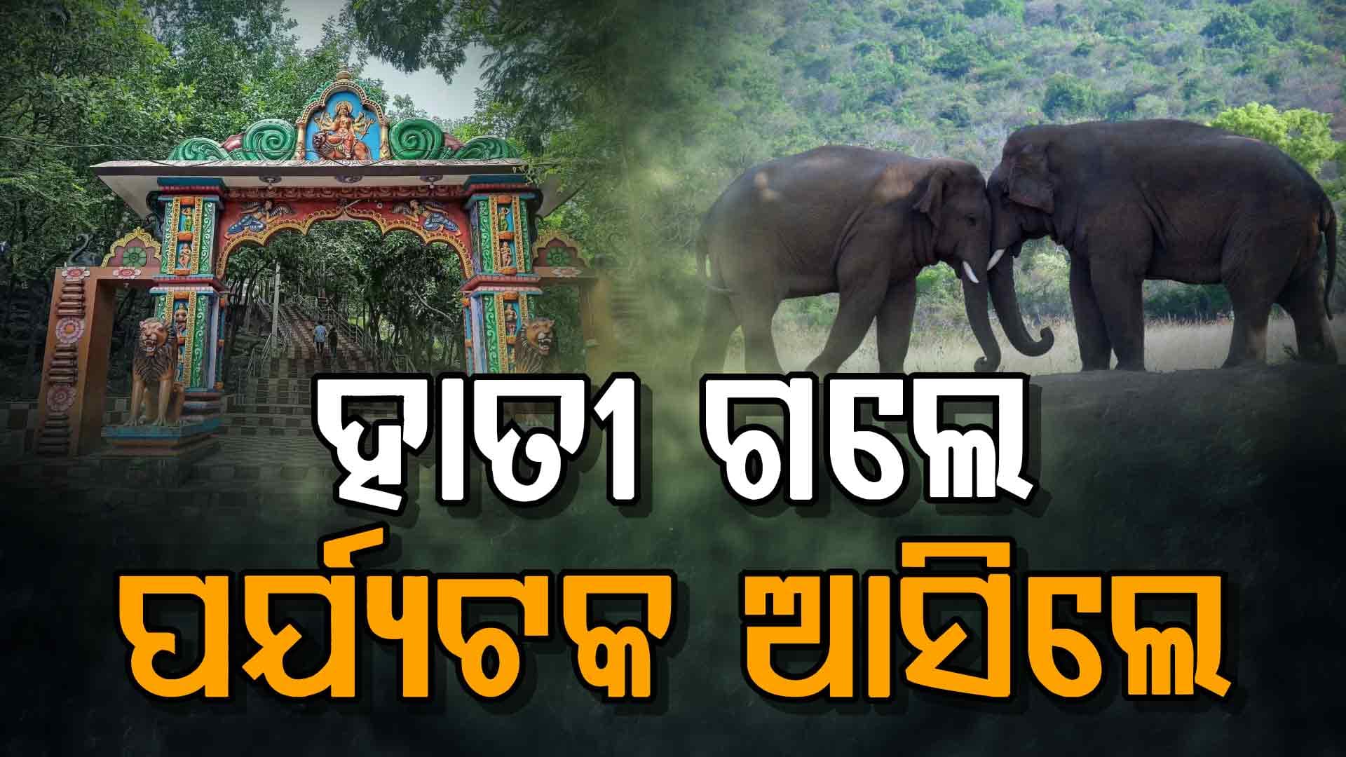 ଜଙ୍ଗଲକୁ ଫେରିଲେ ହାତୀ, ଶିଖରଚଣ୍ଡୀରେ ଜମିଲା ଭୋଜିର ଆସର