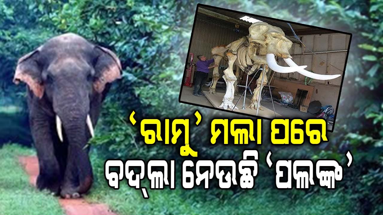 ଫିଲ୍ମ ନୁହେଁ ସତସତିକା ହାତୀ ସୁଝାଉଛି ପୁରୁଣା ରାଗ !