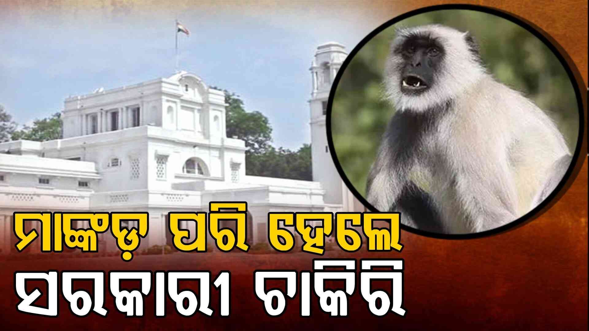 ମାଙ୍କଡ଼ ପରି ନକଲ କଲେ ମିଳିବ ସରକାରୀ ଚାକିରି, ଜାଣନ୍ତୁ କେମିତି... 